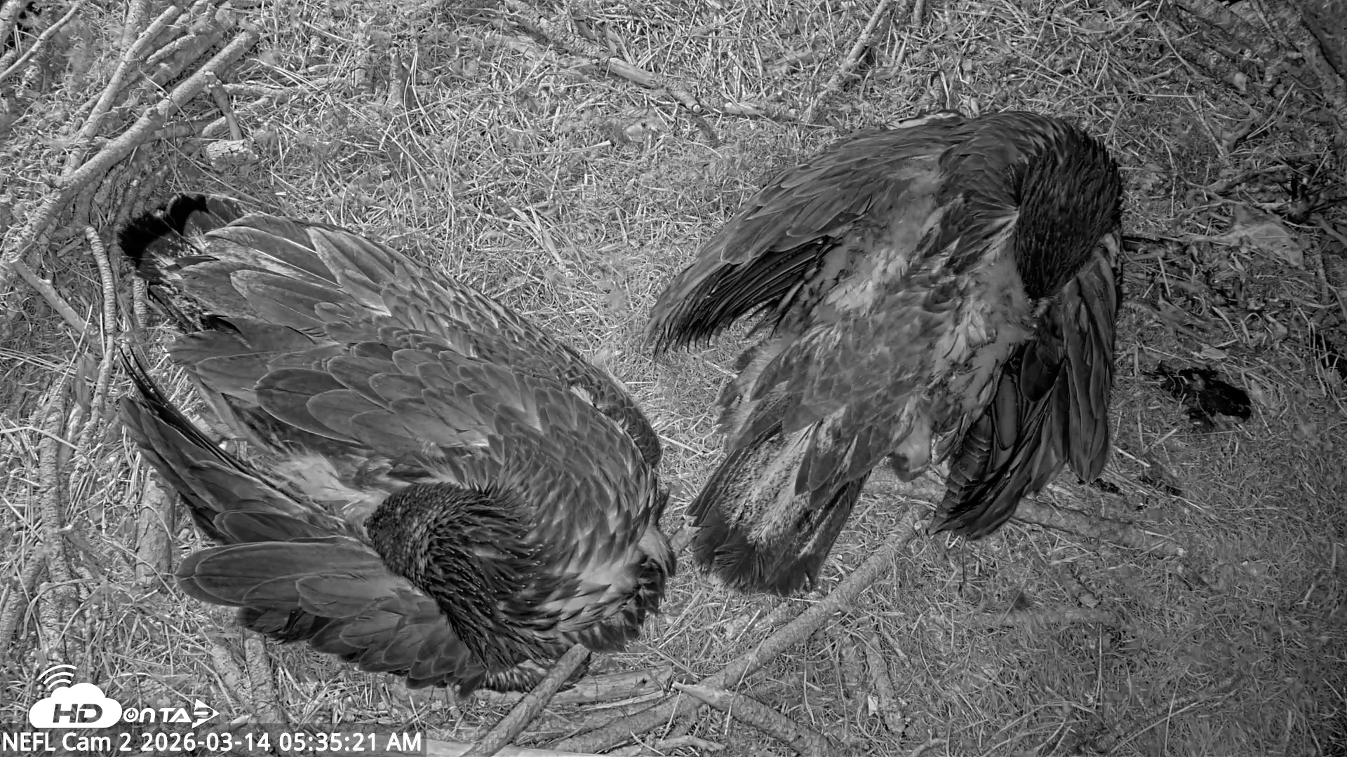 Snapshot of NE Florida Eagles Live Webcam taken Mar 14, 2026, 5:36am EDT