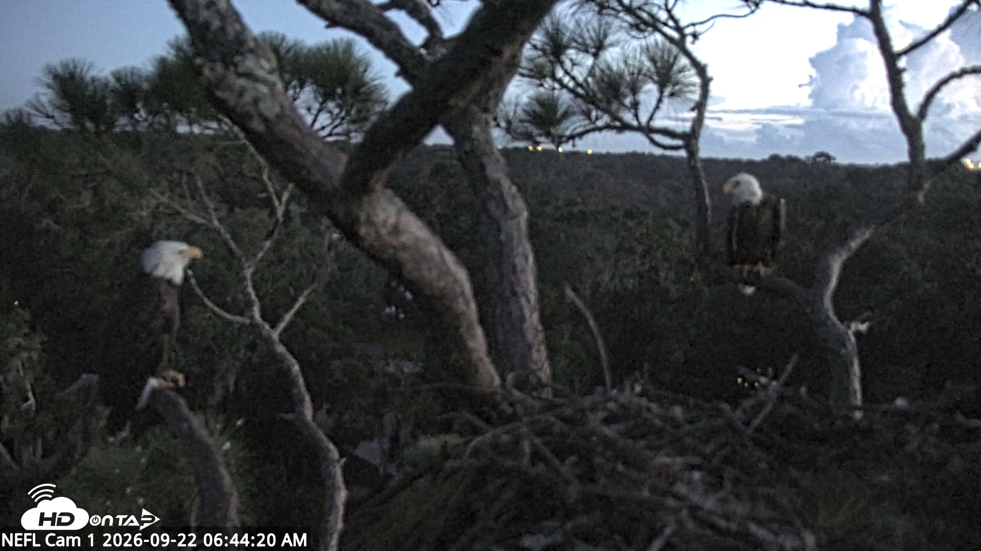 Snapshot of NE Florida Eagles Live Webcam taken Sep 22, 2026, 6:45am EDT