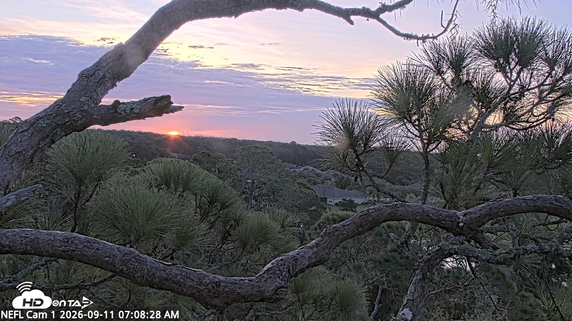 Snapshot of NE Florida Eagles Live Webcam taken Sep 11, 2026, 7:09am EDT