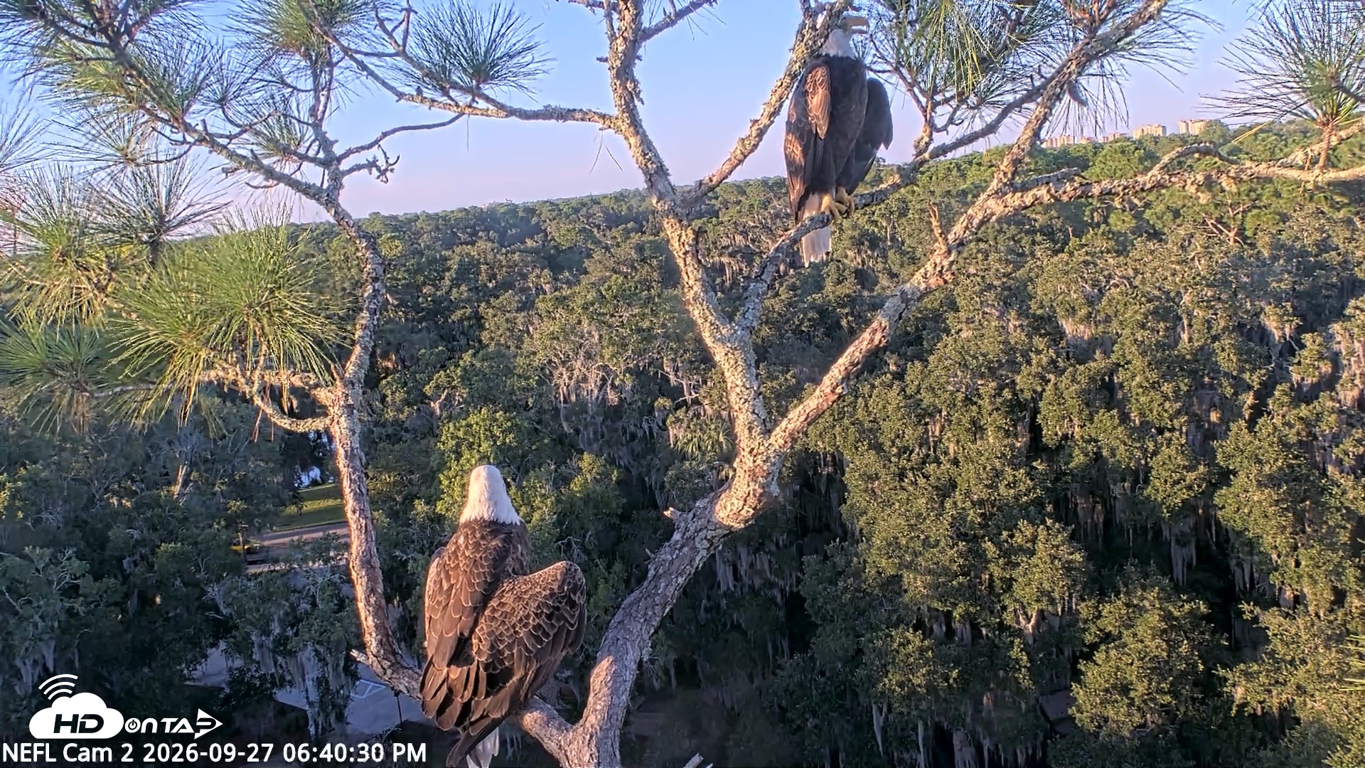 Snapshot of NE Florida Eagles Live Webcam taken Sep 27, 2026, 6:41pm EDT