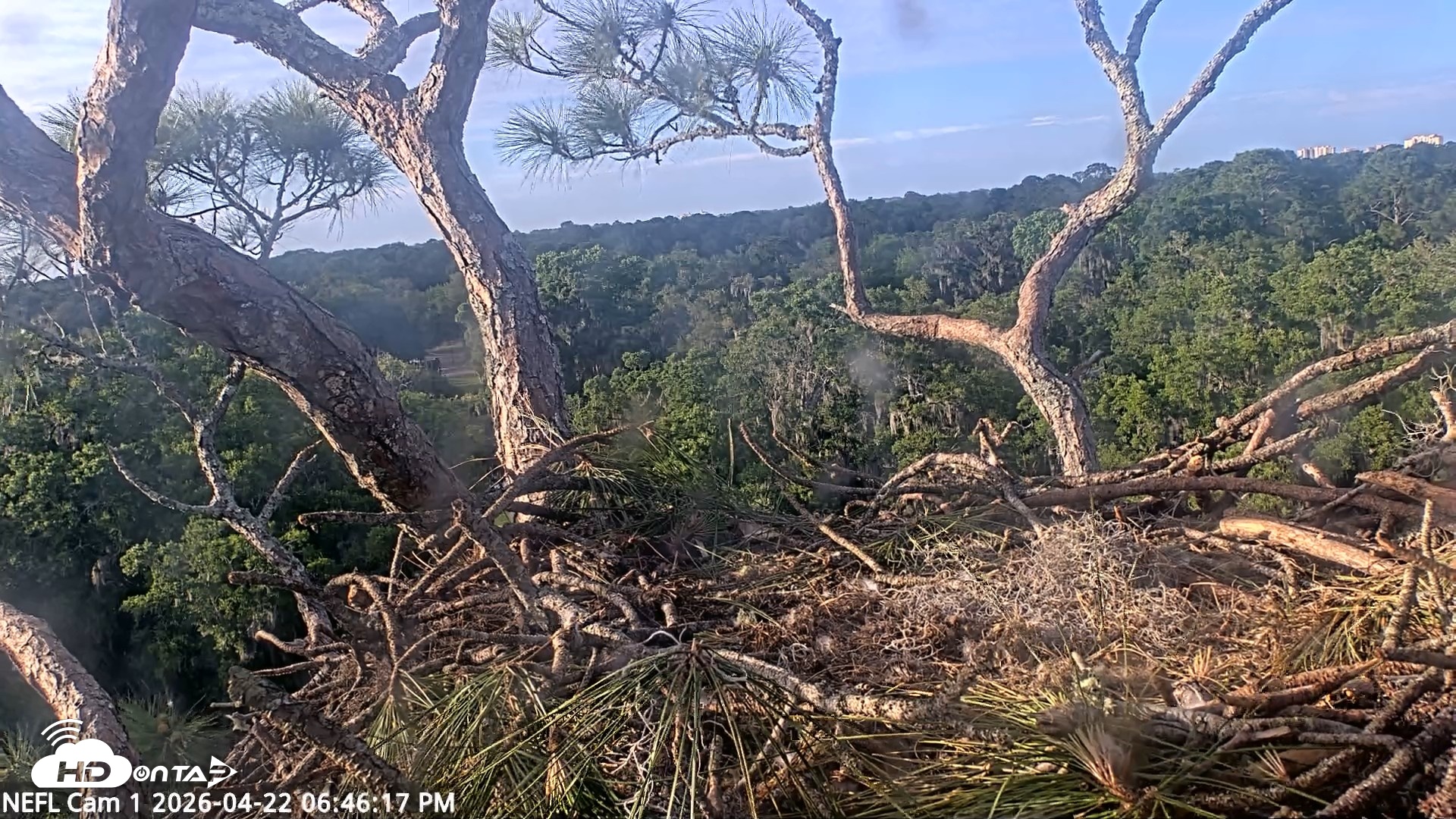 Snapshot of NE Florida Eagles Live Webcam taken Apr 22, 2026, 6:49pm EDT