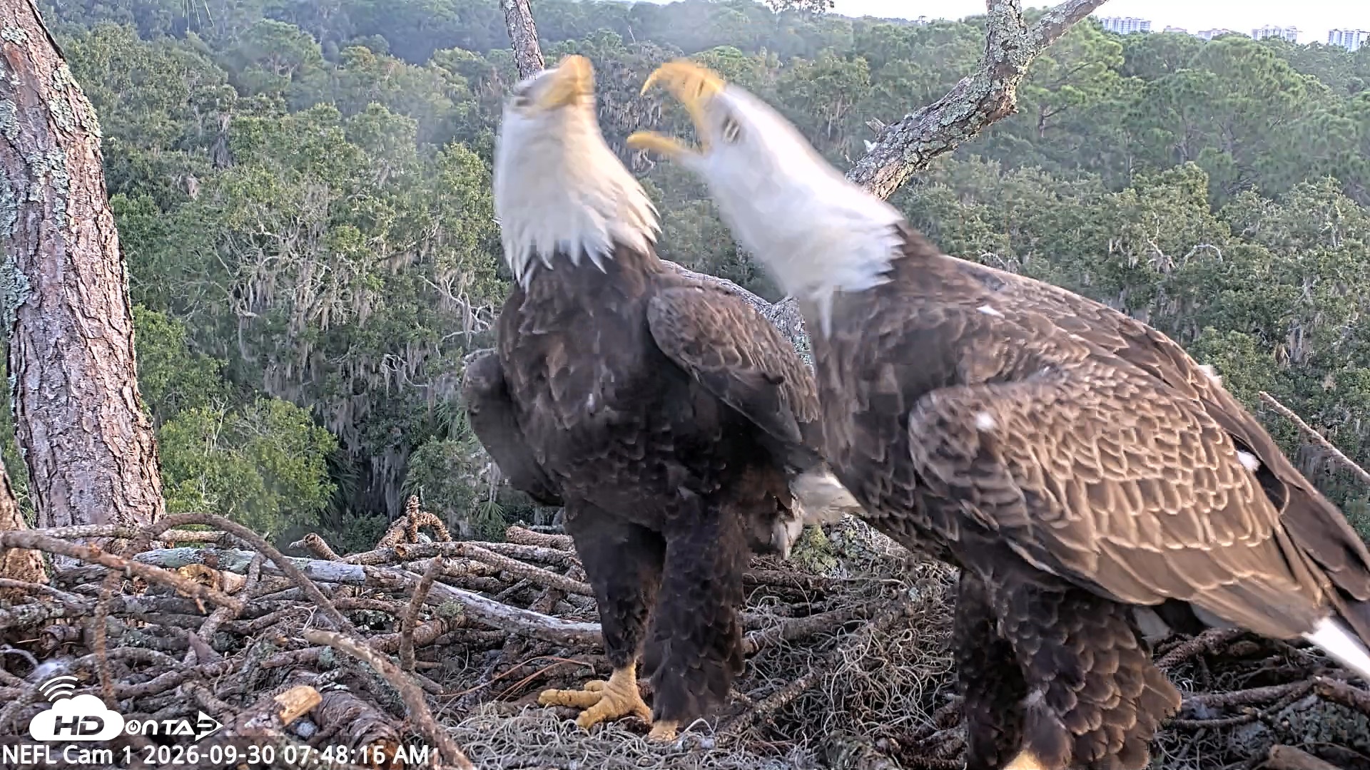 Snapshot of NE Florida Eagles Live Webcam taken Sep 30, 2026, 7:49am EDT