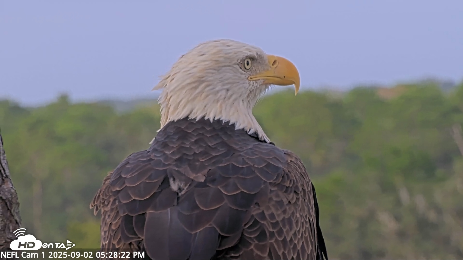 Snapshot of NE Florida Eagles Live Webcam taken Sep 2, 2025, 5:29pm EDT