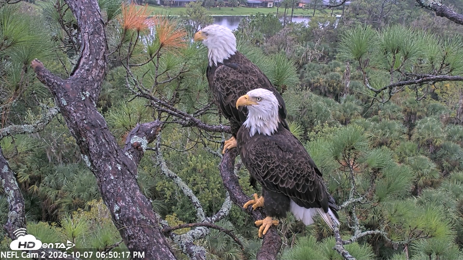 Snapshot of NE Florida Eagles Live Webcam taken Oct 7, 2026, 6:51pm EDT