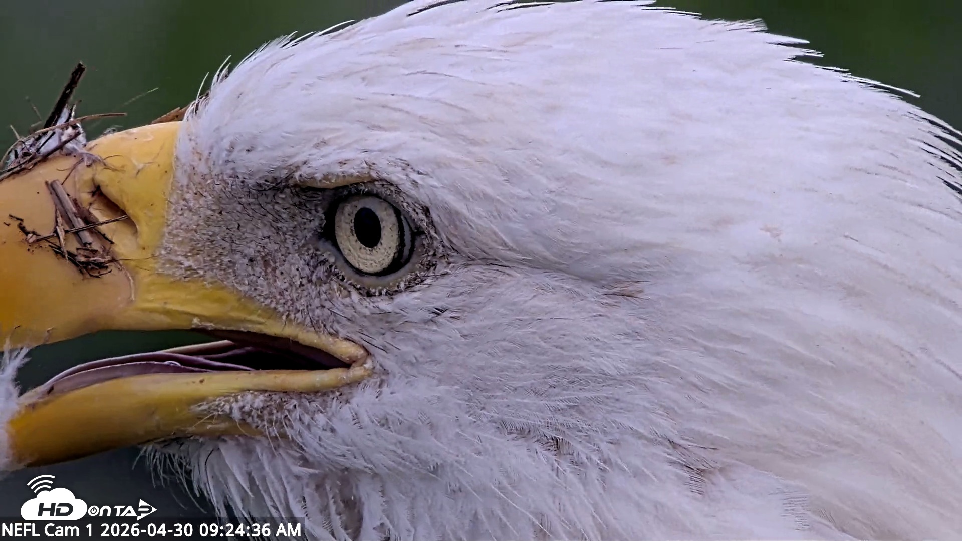 Snapshot of NE Florida Eagles Live Webcam taken Apr 30, 2026, 9:25am EDT