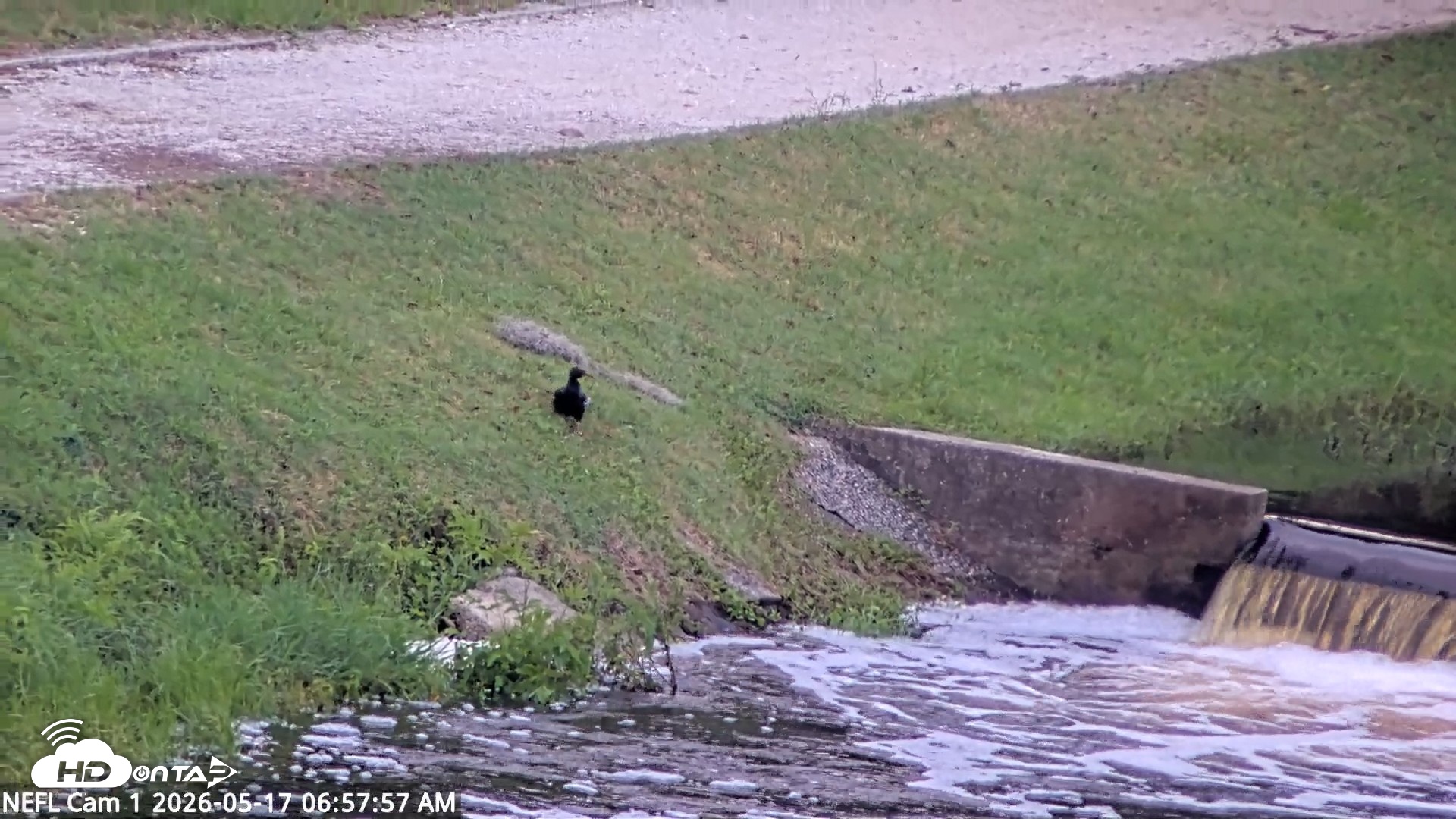 Snapshot of NE Florida Eagles Live Webcam taken May 17, 2026, 6:58am EDT