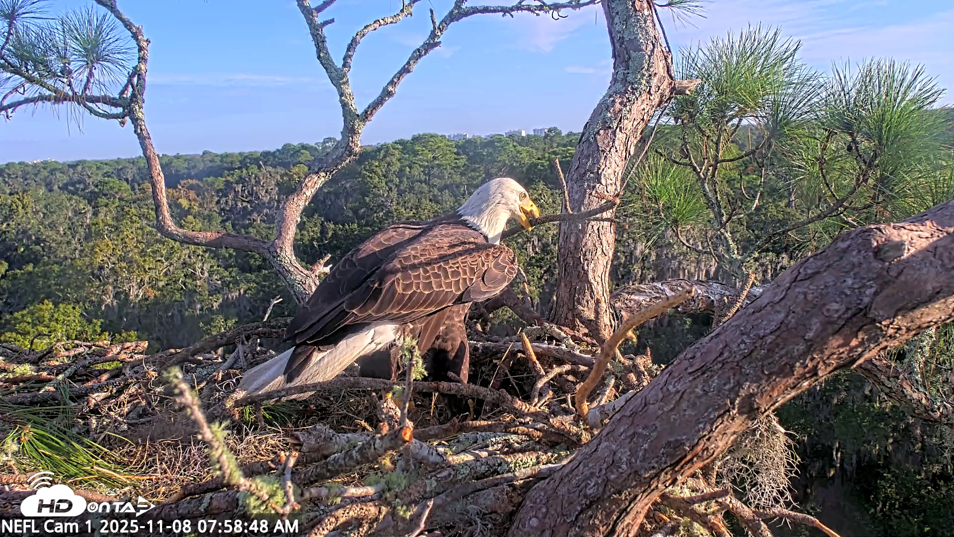 Snapshot of NE Florida Eagles Live Webcam taken Nov 8, 2025, 7:59am EST