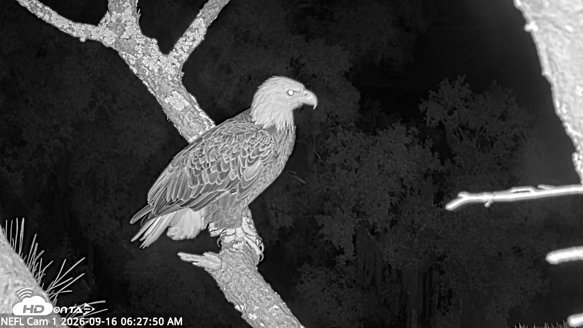 Snapshot of NE Florida Eagles Live Webcam taken Sep 16, 2026, 6:28am EDT