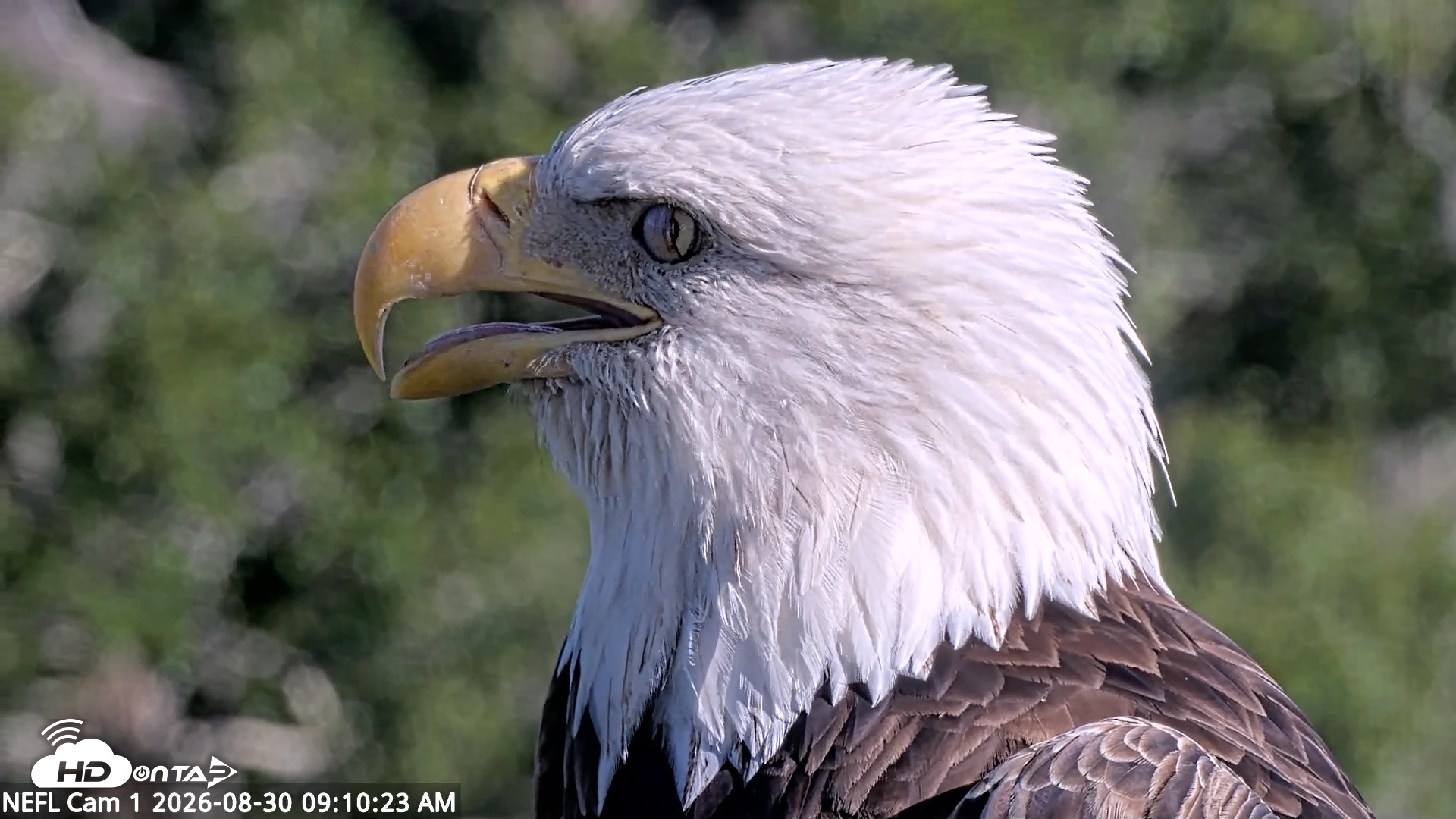 Snapshot of NE Florida Eagles Live Webcam taken Aug 30, 2026, 9:11am EDT