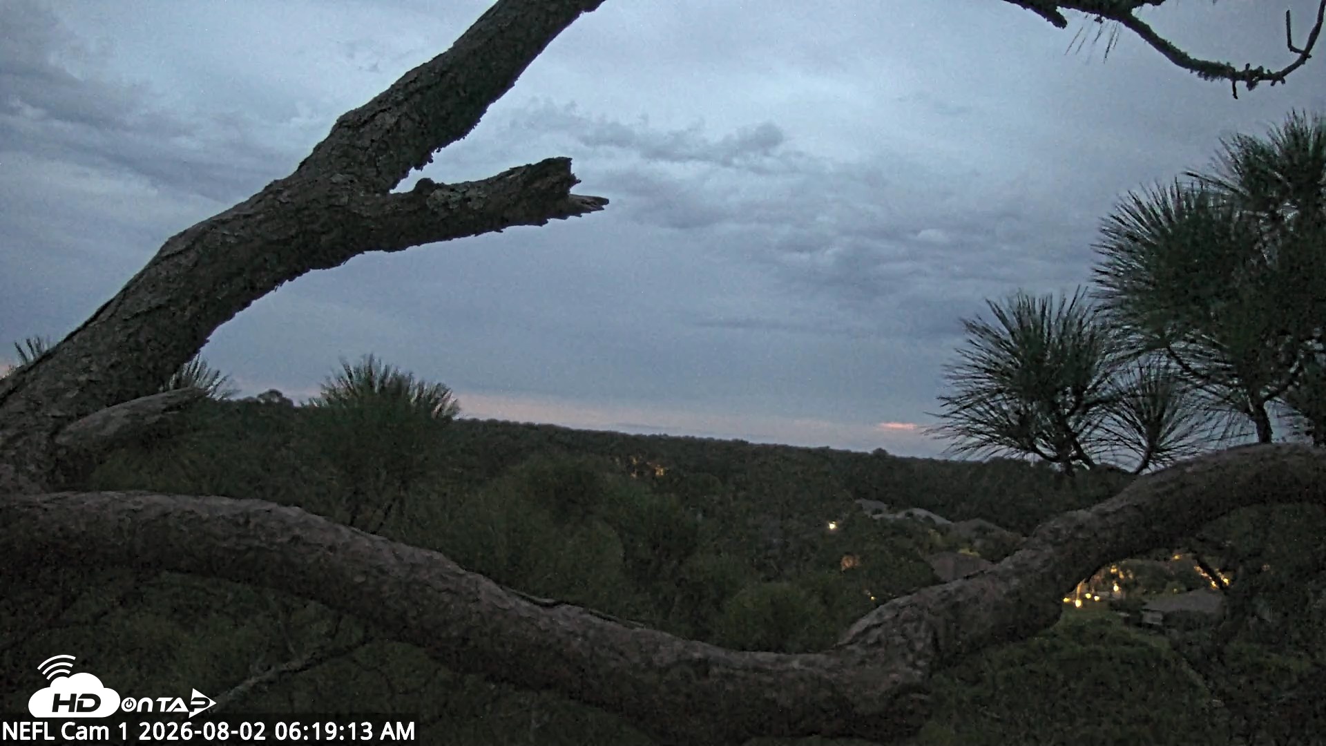 Snapshot of NE Florida Eagles Live Webcam taken Aug 2, 2026, 6:20am EDT