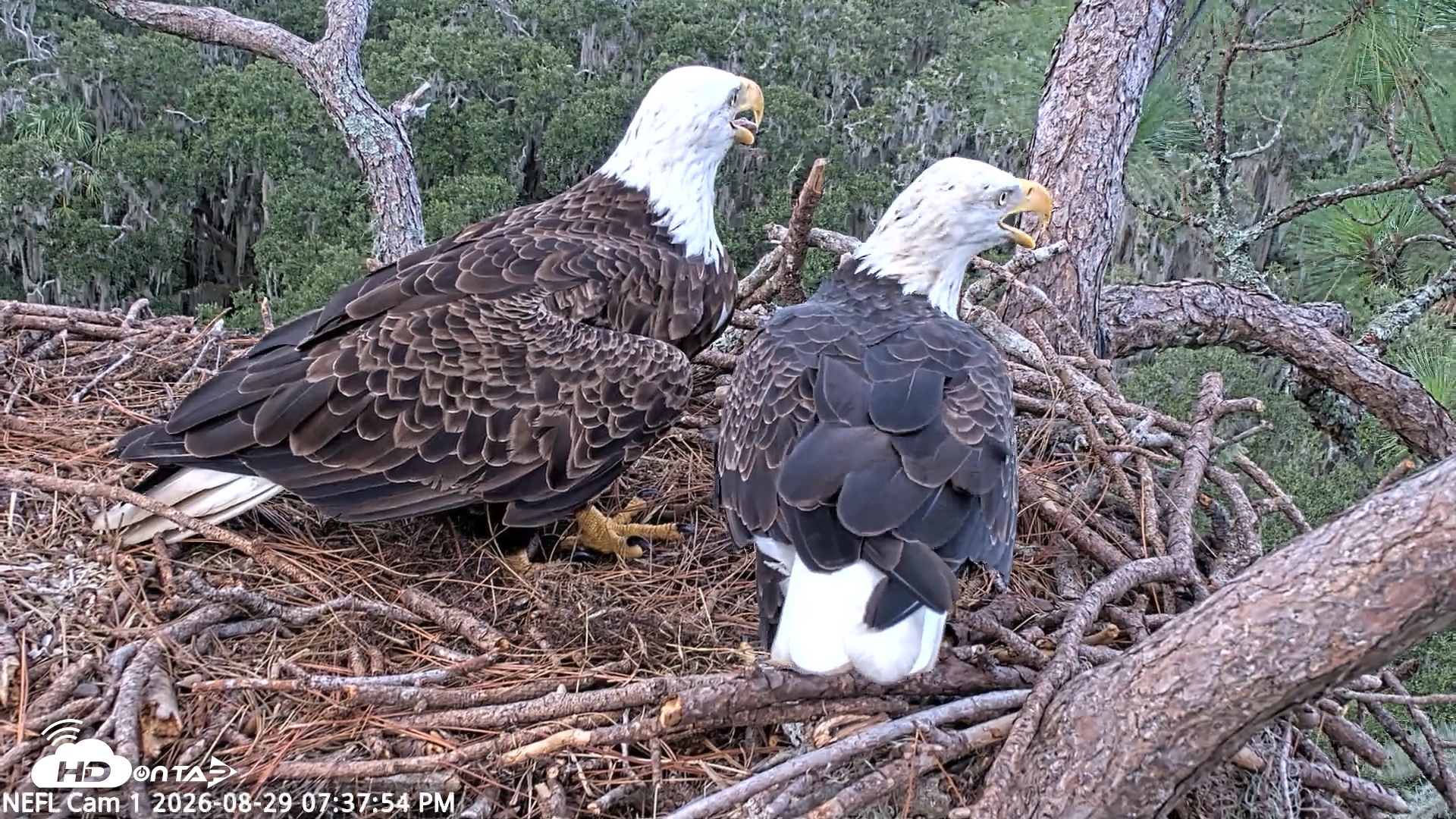 Snapshot of NE Florida Eagles Live Webcam taken Aug 29, 2026, 7:38pm EDT