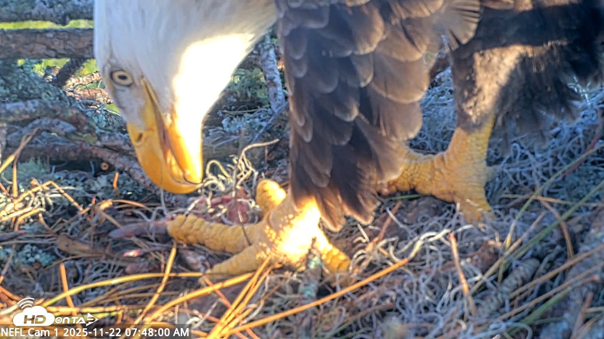 Snapshot of NE Florida Eagles Live Webcam taken Nov 22, 2025, 7:48am EST
