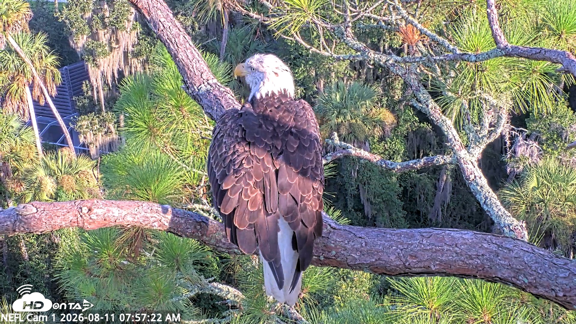 Snapshot of NE Florida Eagles Live Webcam taken Aug 11, 2026, 7:58am EDT