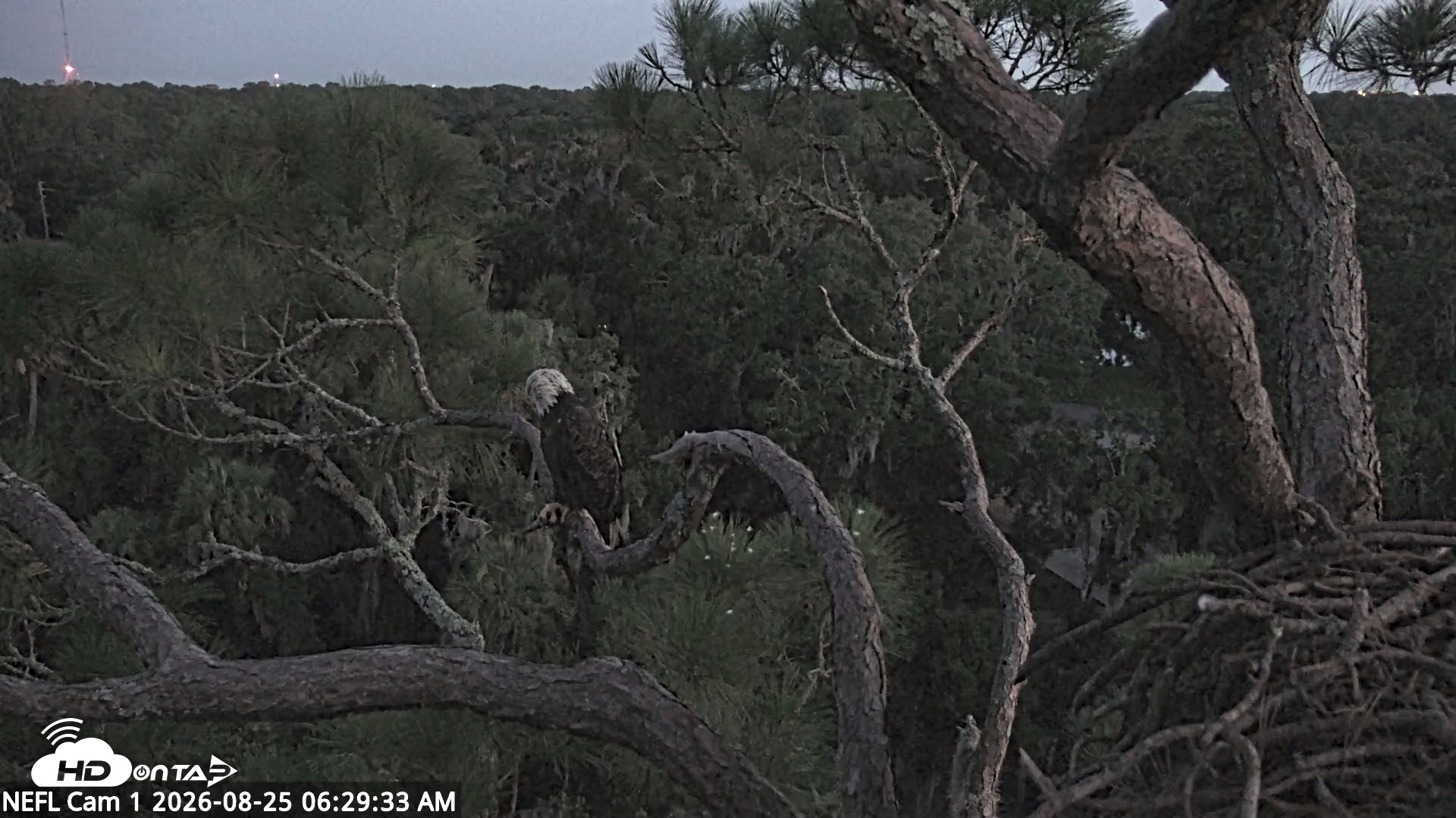 Snapshot of NE Florida Eagles Live Webcam taken Aug 25, 2026, 6:30am EDT