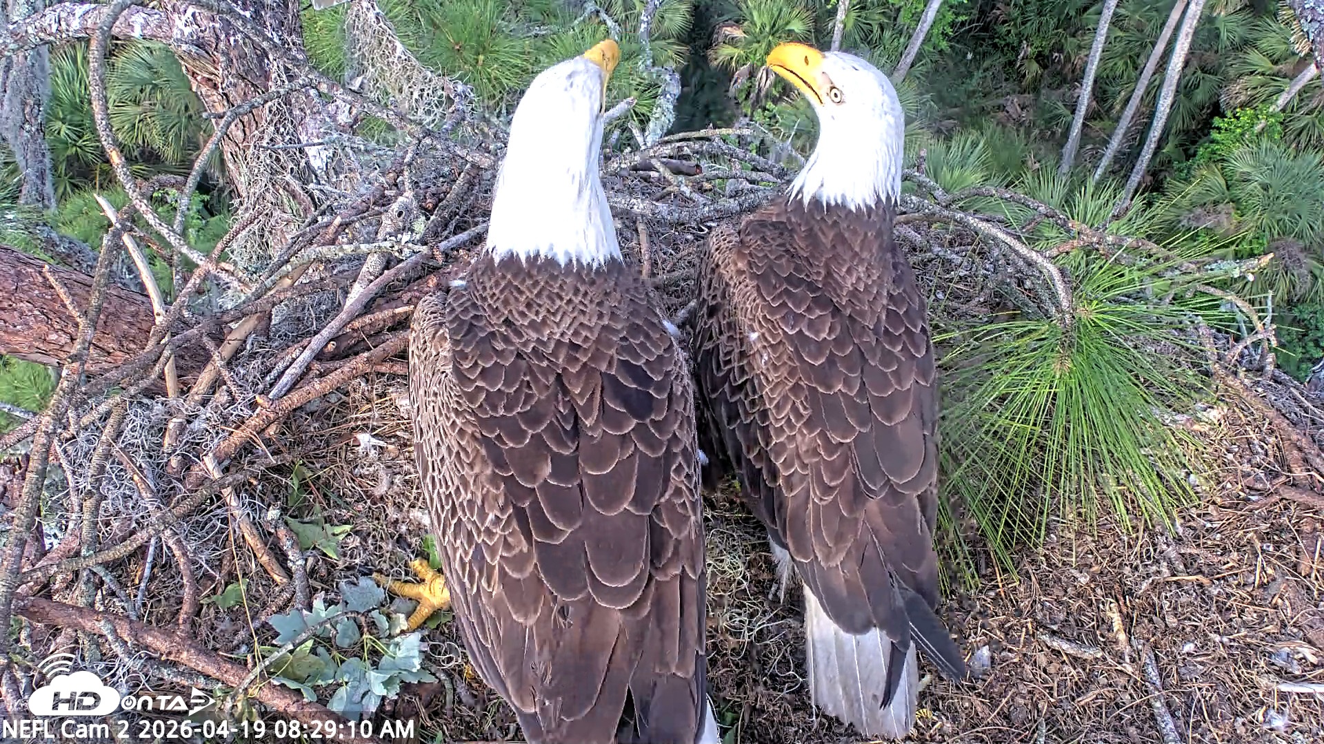 Snapshot of NE Florida Eagles Live Webcam taken Apr 19, 2026, 8:30am EDT