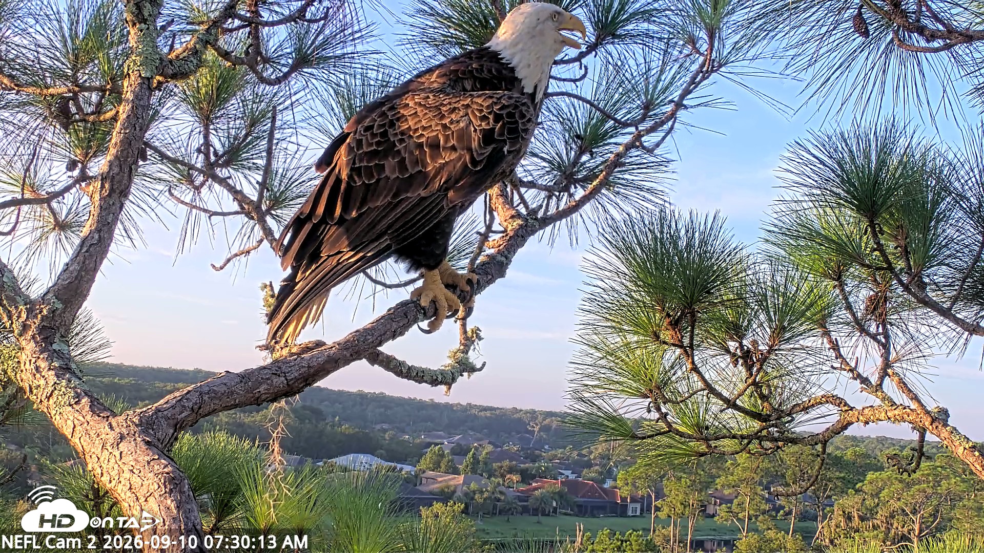 Snapshot of NE Florida Eagles Live Webcam taken Sep 10, 2026, 7:31am EDT