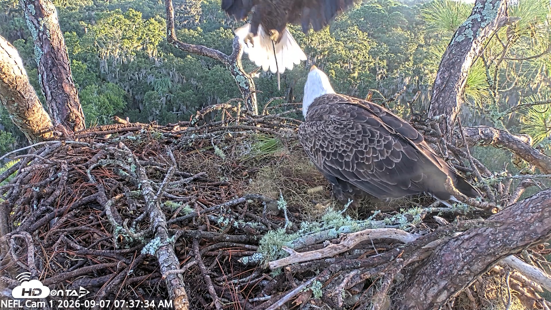 Snapshot of NE Florida Eagles Live Webcam taken Sep 7, 2026, 7:38am EDT