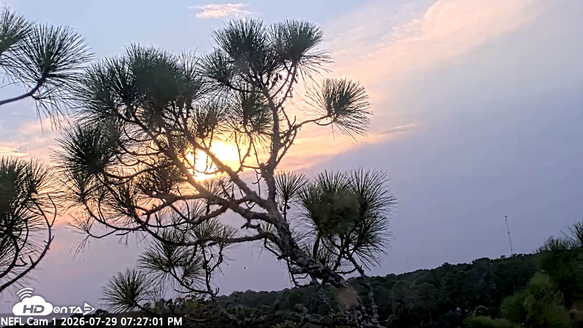 Snapshot of NE Florida Eagles Live Webcam taken Jul 29, 2026, 7:27pm EDT