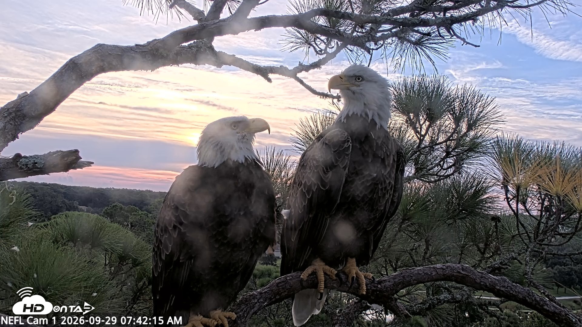 Snapshot of NE Florida Eagles Live Webcam taken Sep 29, 2026, 7:43am EDT