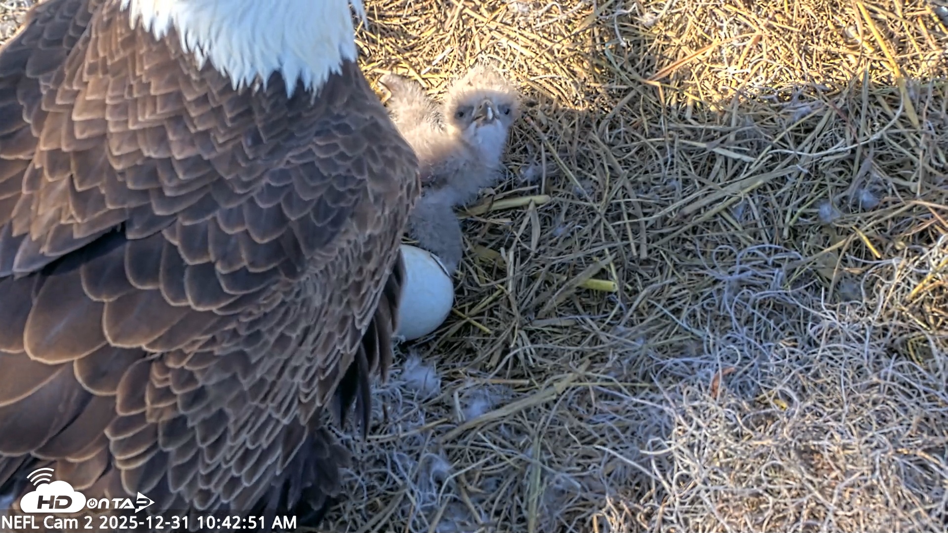 Snapshot of NE Florida Eagles Live Webcam taken Dec 31, 2025, 10:43am EST