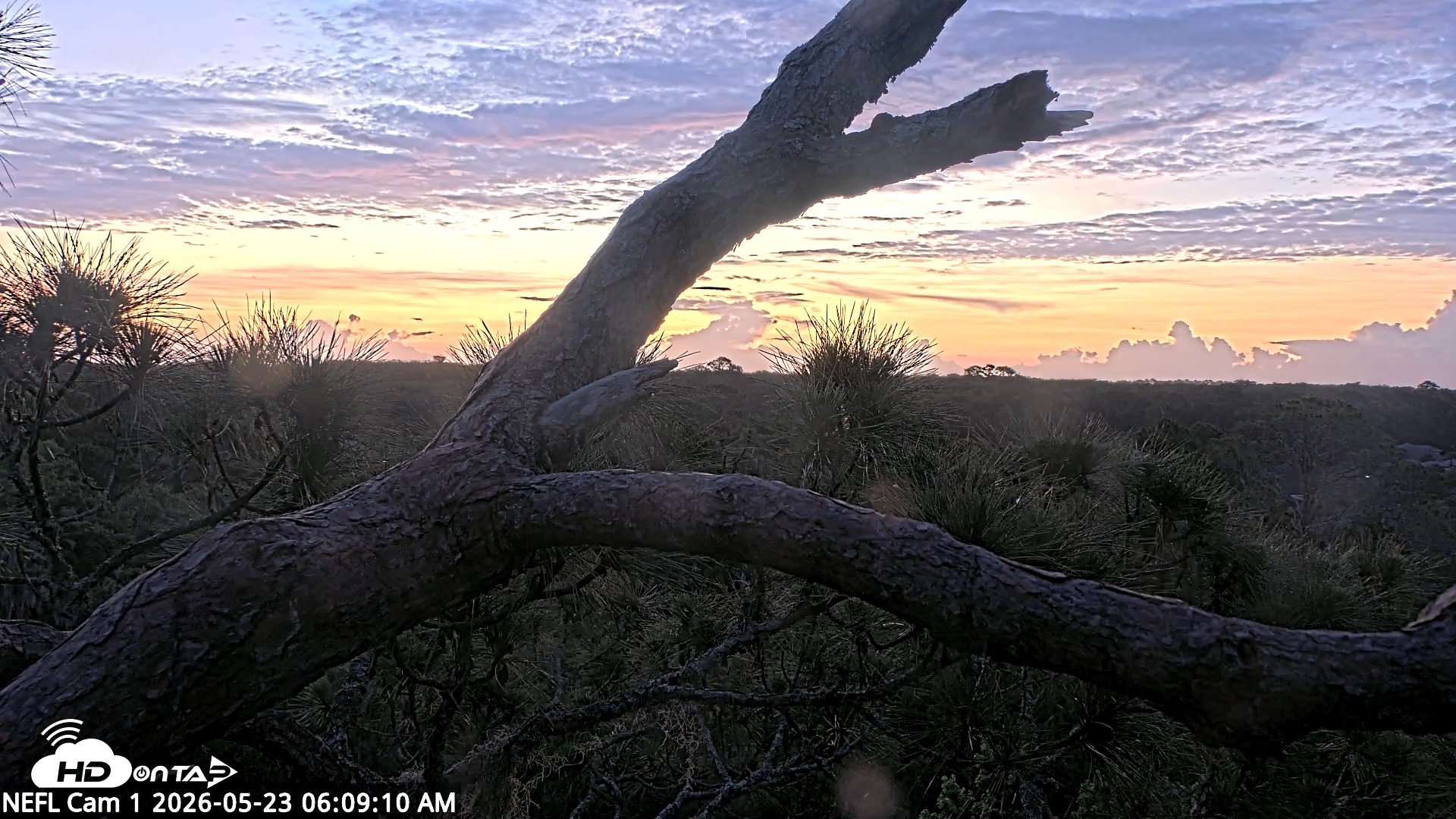 Snapshot of NE Florida Eagles Live Webcam taken May 23, 2026, 6:10am EDT