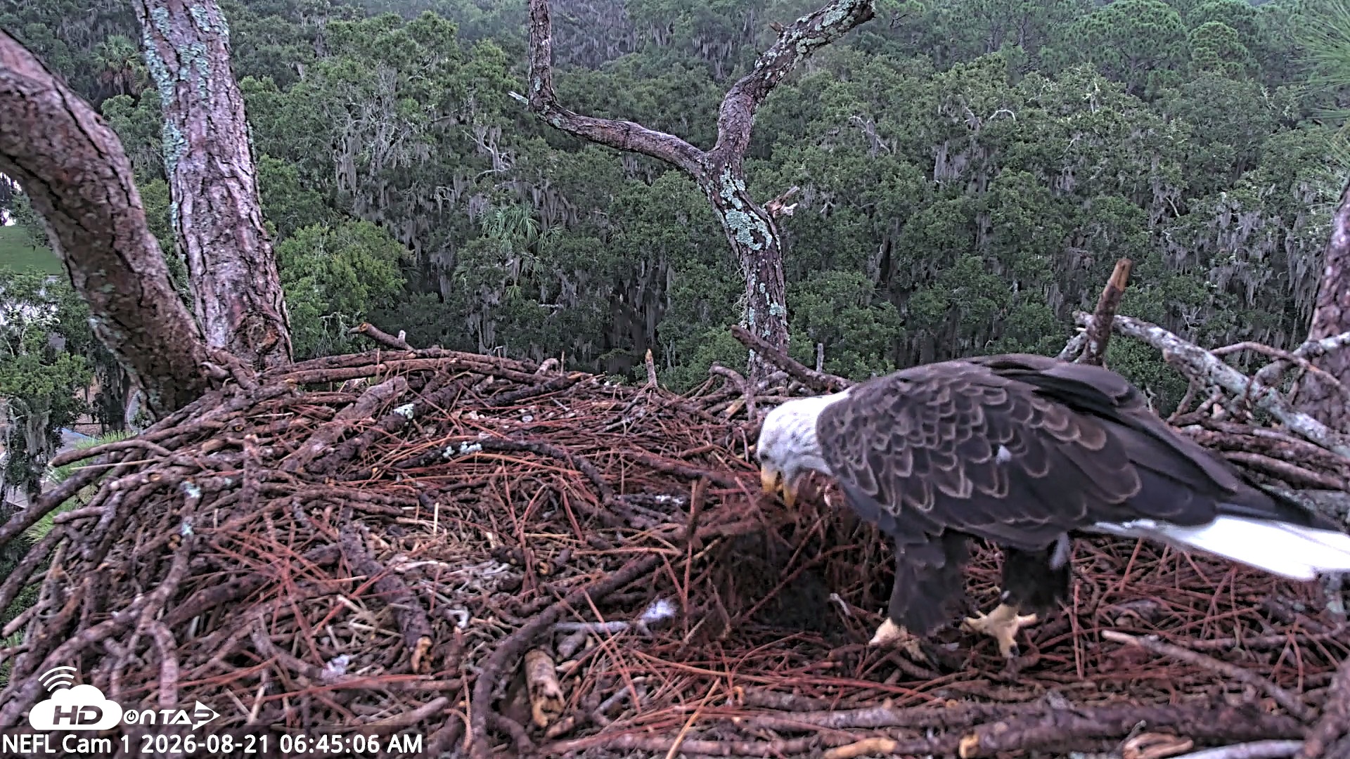 Snapshot of NE Florida Eagles Live Webcam taken Aug 21, 2026, 6:46am EDT
