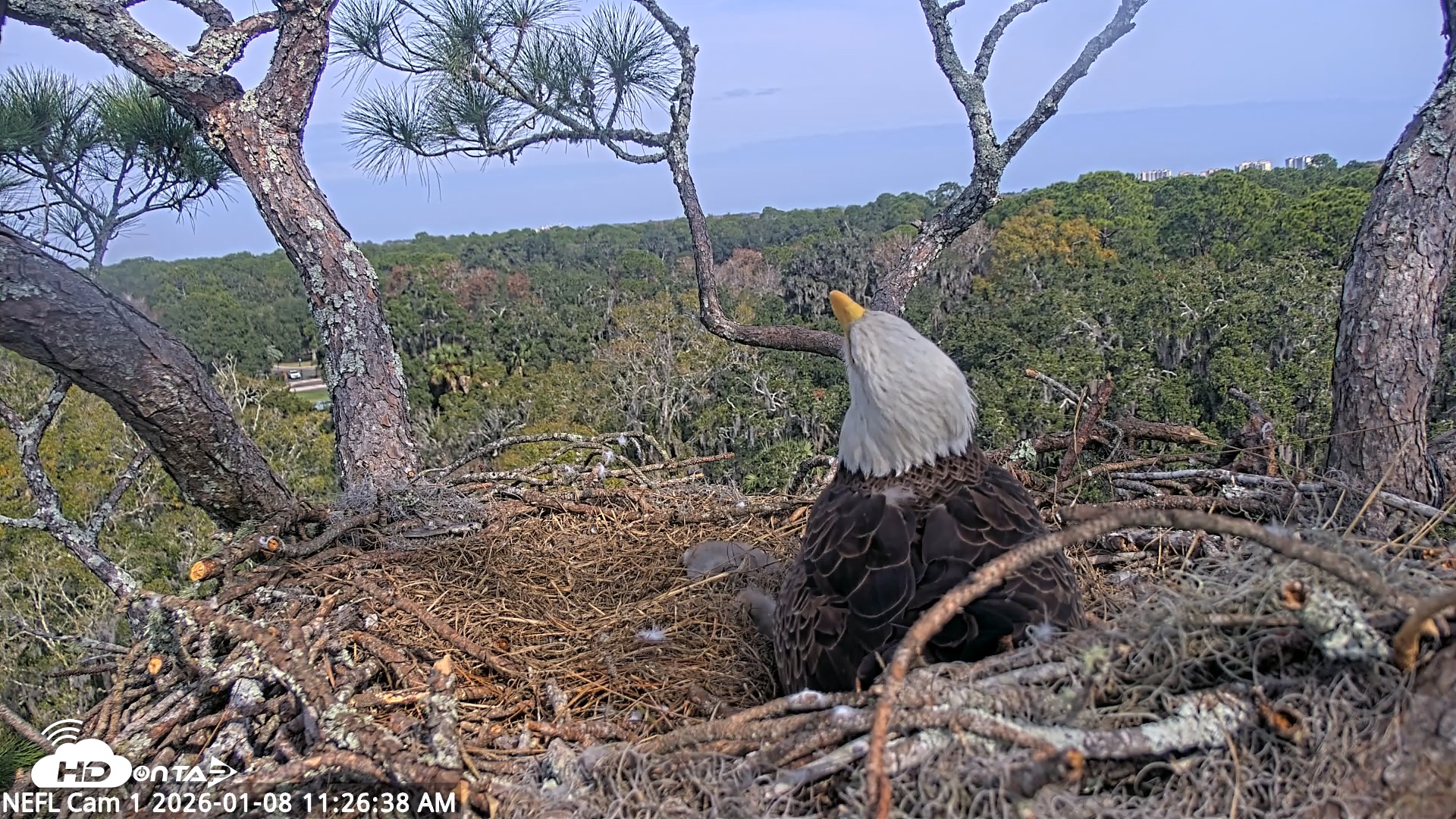 Snapshot of NE Florida Eagles Live Webcam taken Jan 8, 2026, 11:29am EST