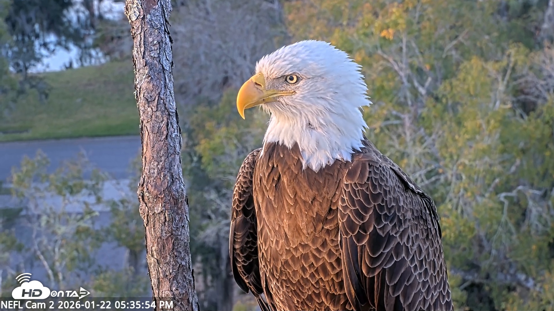 Snapshot of NE Florida Eagles Live Webcam taken Jan 22, 2026, 5:36pm EST