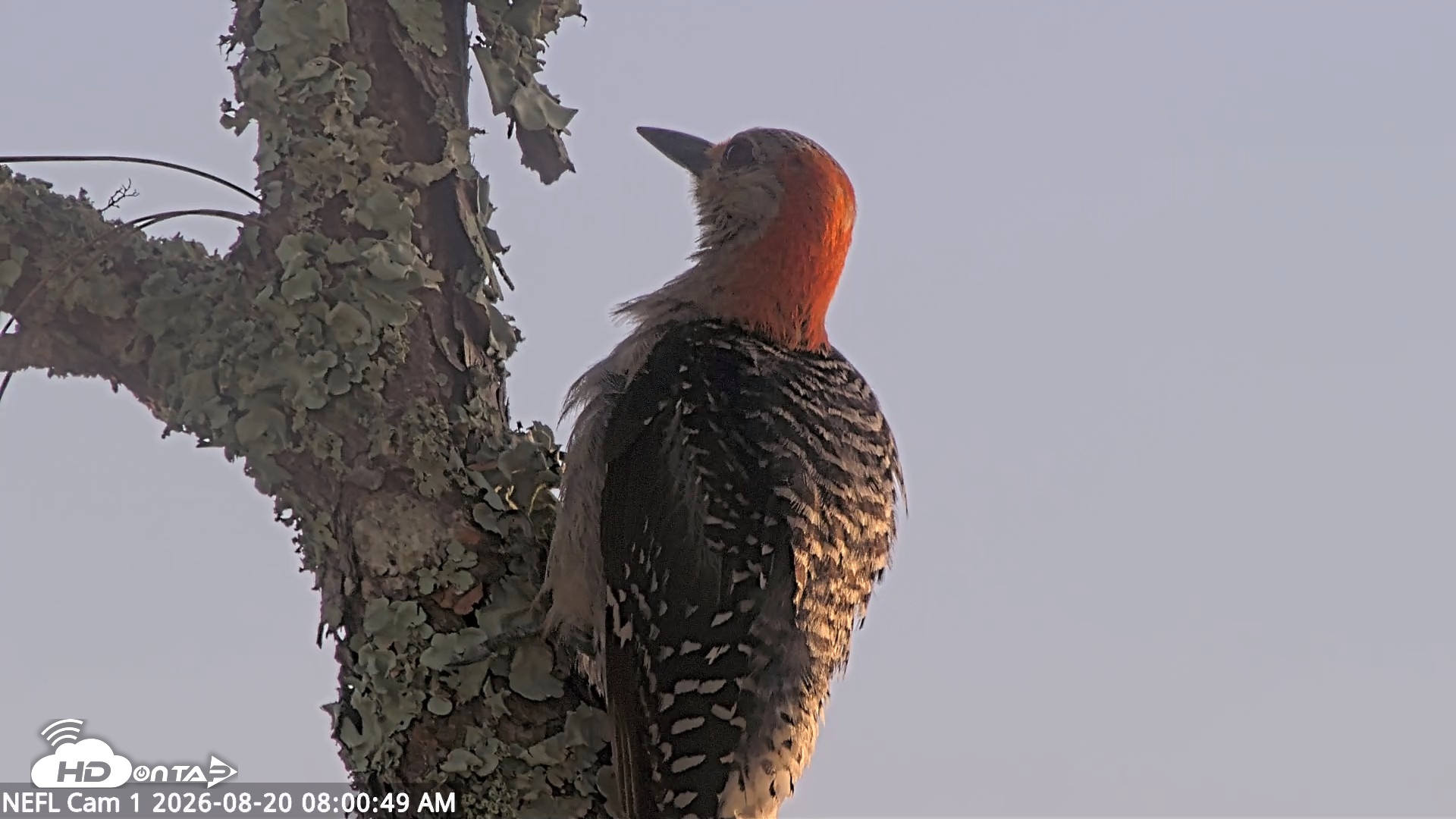 Snapshot of NE Florida Eagles Live Webcam taken Aug 20, 2026, 8:02am EDT