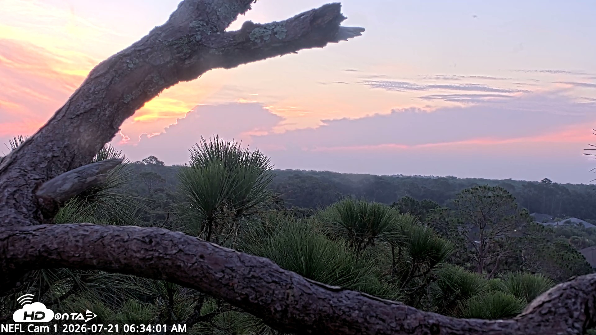 Snapshot of NE Florida Eagles Live Webcam taken Jul 21, 2026, 6:37am EDT