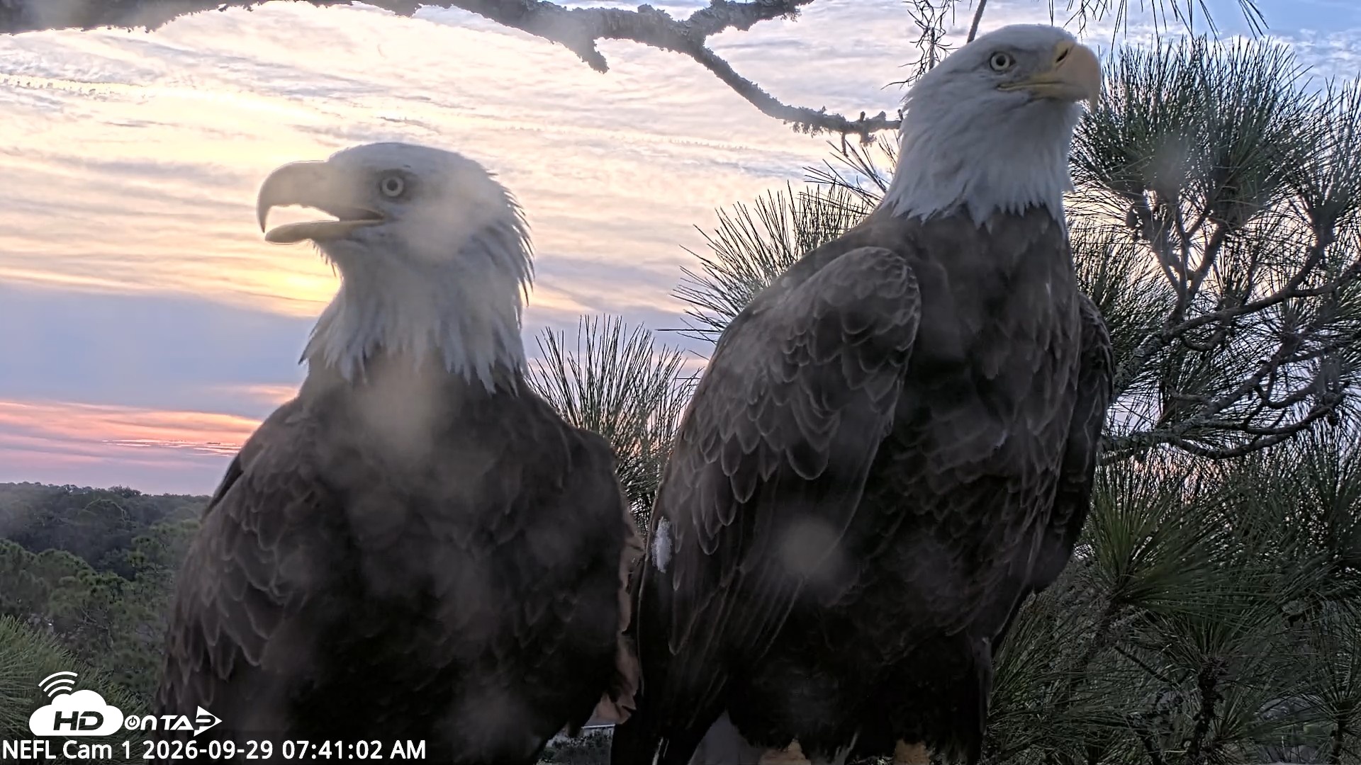 Snapshot of NE Florida Eagles Live Webcam taken Sep 29, 2026, 7:42am EDT