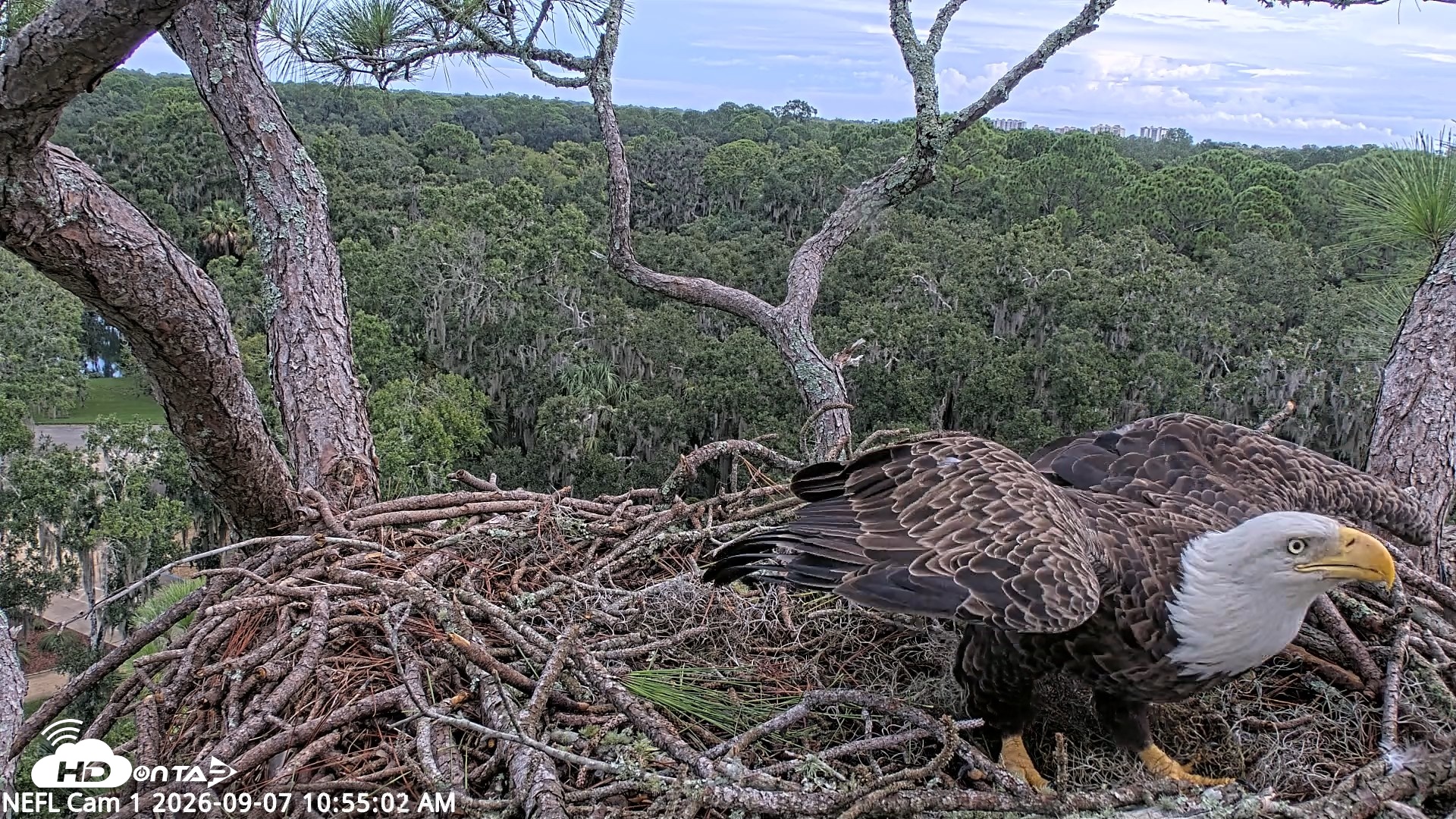Snapshot of NE Florida Eagles Live Webcam taken Sep 7, 2026, 10:55am EDT