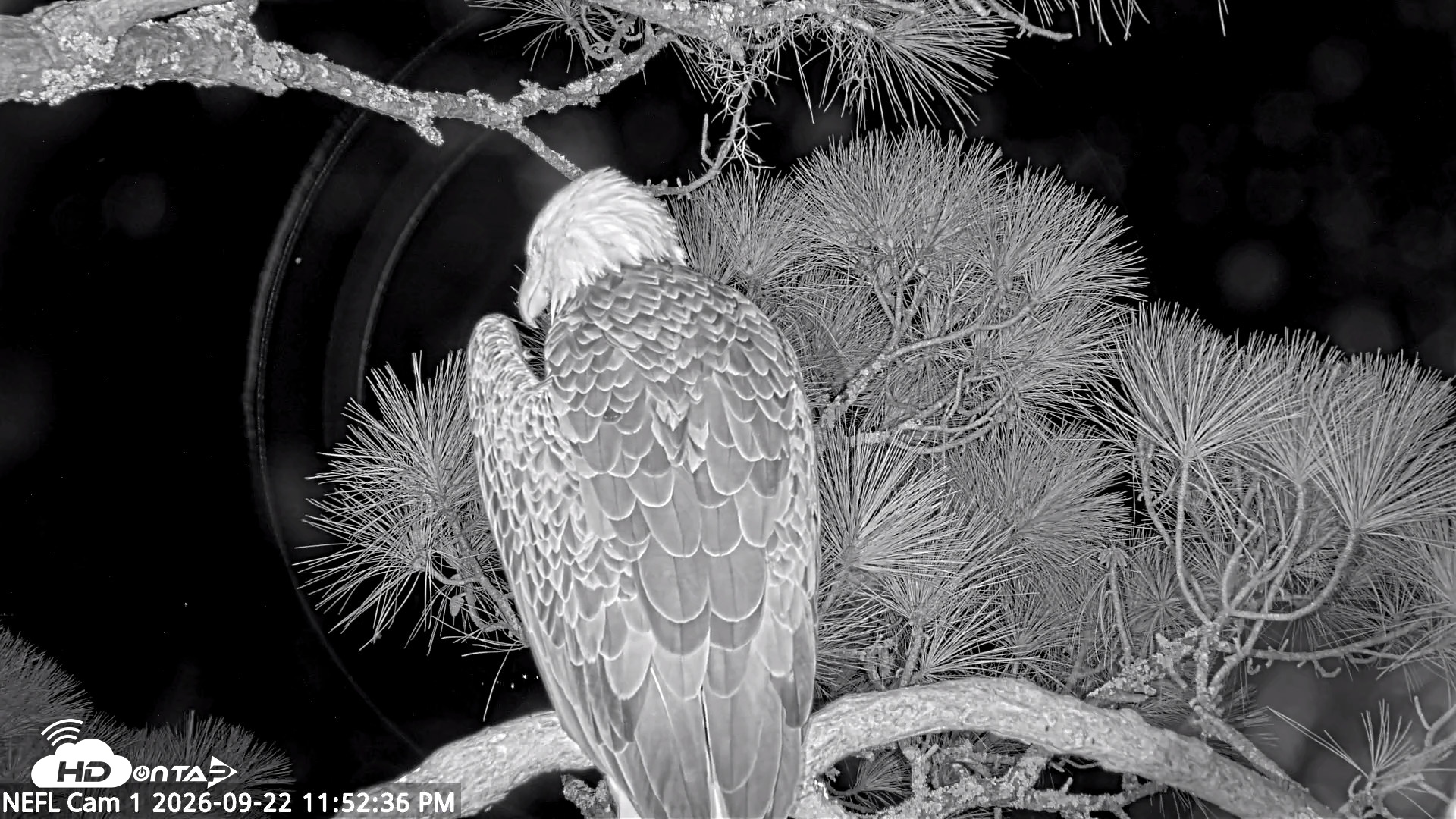 Snapshot of NE Florida Eagles Live Webcam taken Sep 22, 2026, 11:53pm EDT