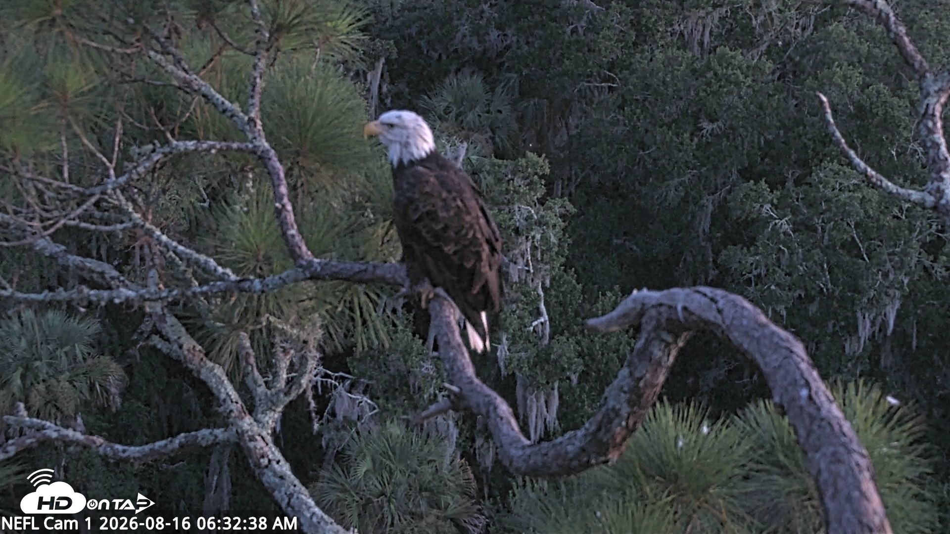 Snapshot of NE Florida Eagles Live Webcam taken Aug 16, 2026, 6:33am EDT