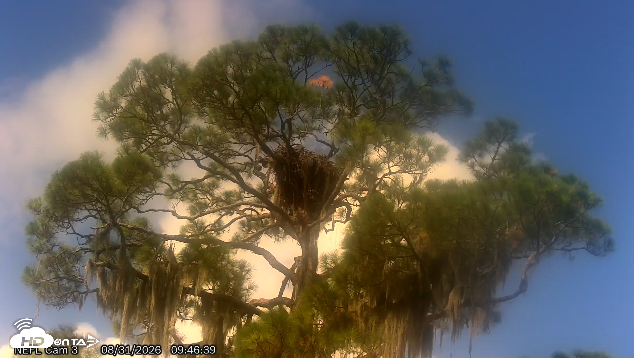 Snapshot of NE Florida Eagles Live Webcam taken Aug 31, 2026, 9:47am EDT