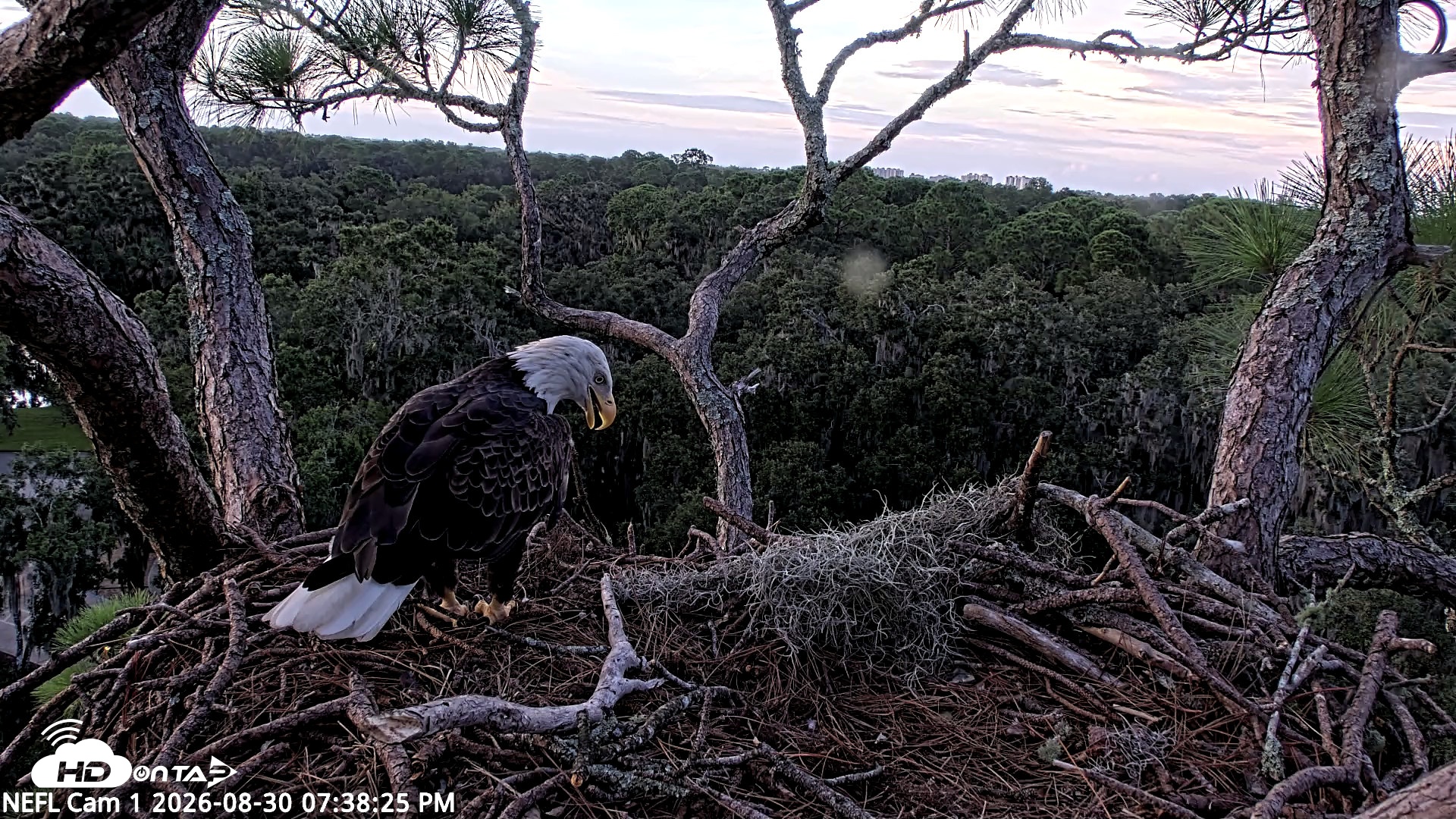 Snapshot of NE Florida Eagles Live Webcam taken Aug 30, 2026, 7:39pm EDT