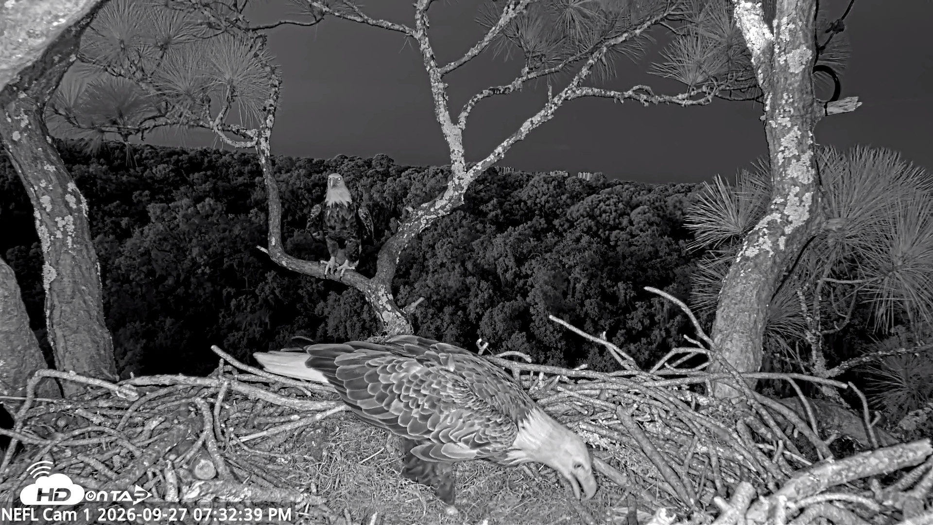 Snapshot of NE Florida Eagles Live Webcam taken Sep 27, 2026, 7:33pm EDT