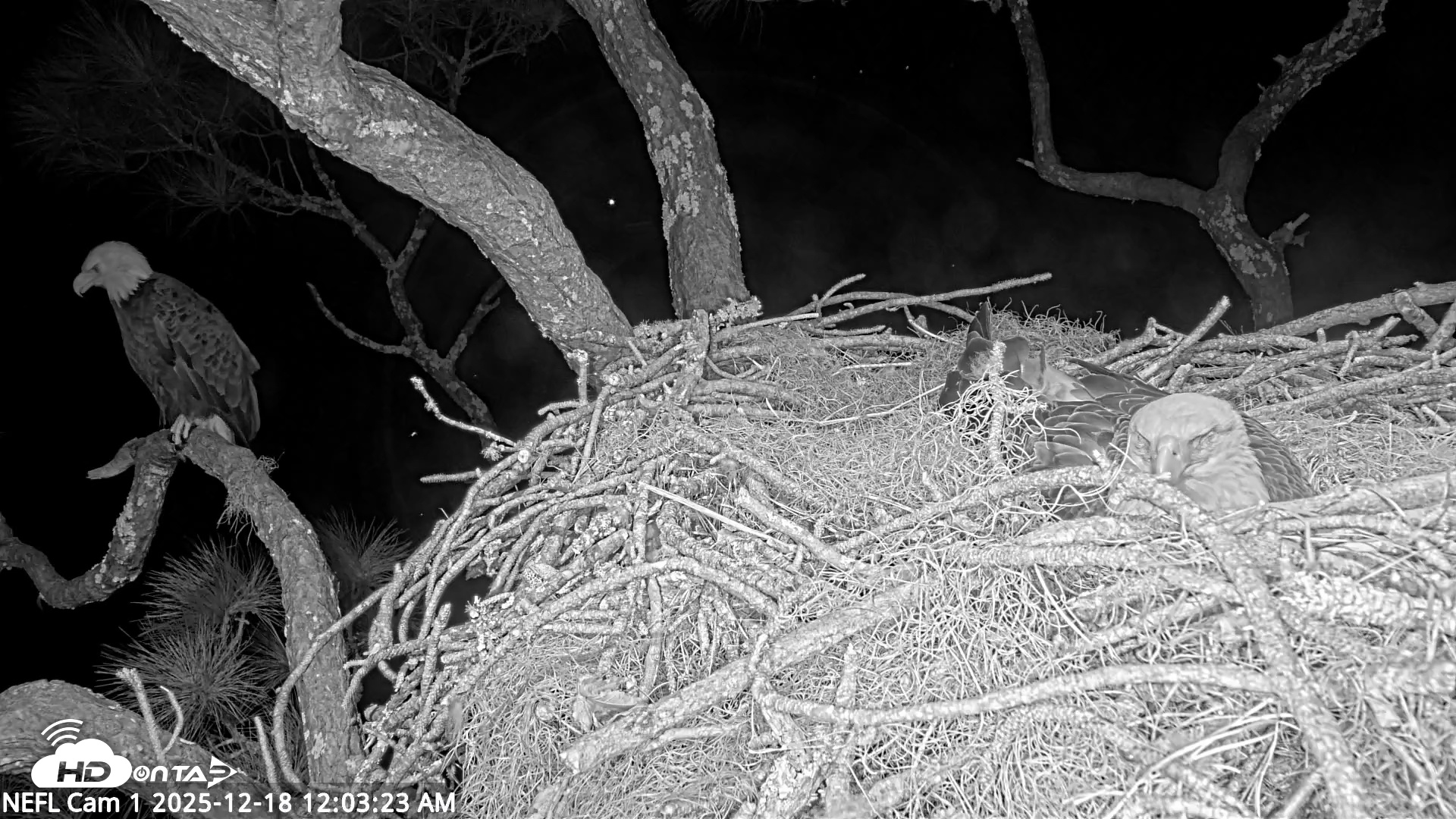 Snapshot of NE Florida Eagles Live Webcam taken Dec 18, 2025, 12:04am EST