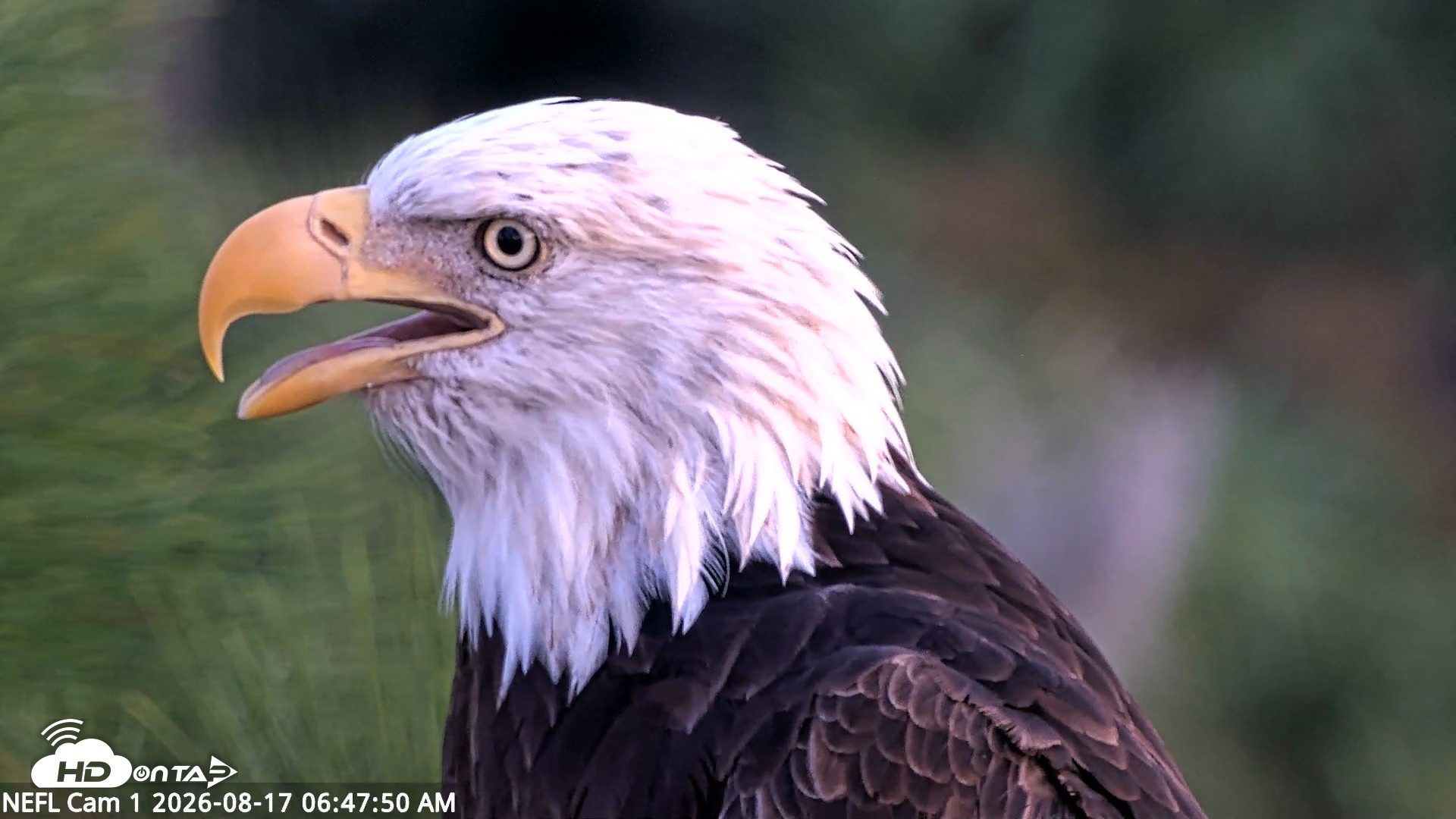 Snapshot of NE Florida Eagles Live Webcam taken Aug 17, 2026, 6:48am EDT