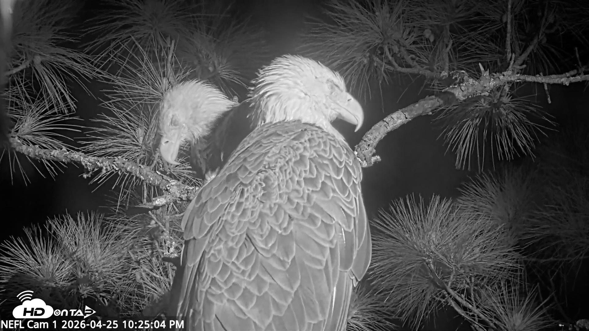 Snapshot of NE Florida Eagles Live Webcam taken Apr 25, 2026, 10:25pm EDT