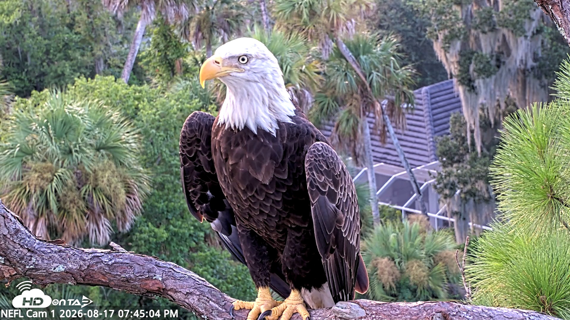 Snapshot of NE Florida Eagles Live Webcam taken Aug 17, 2026, 7:46pm EDT