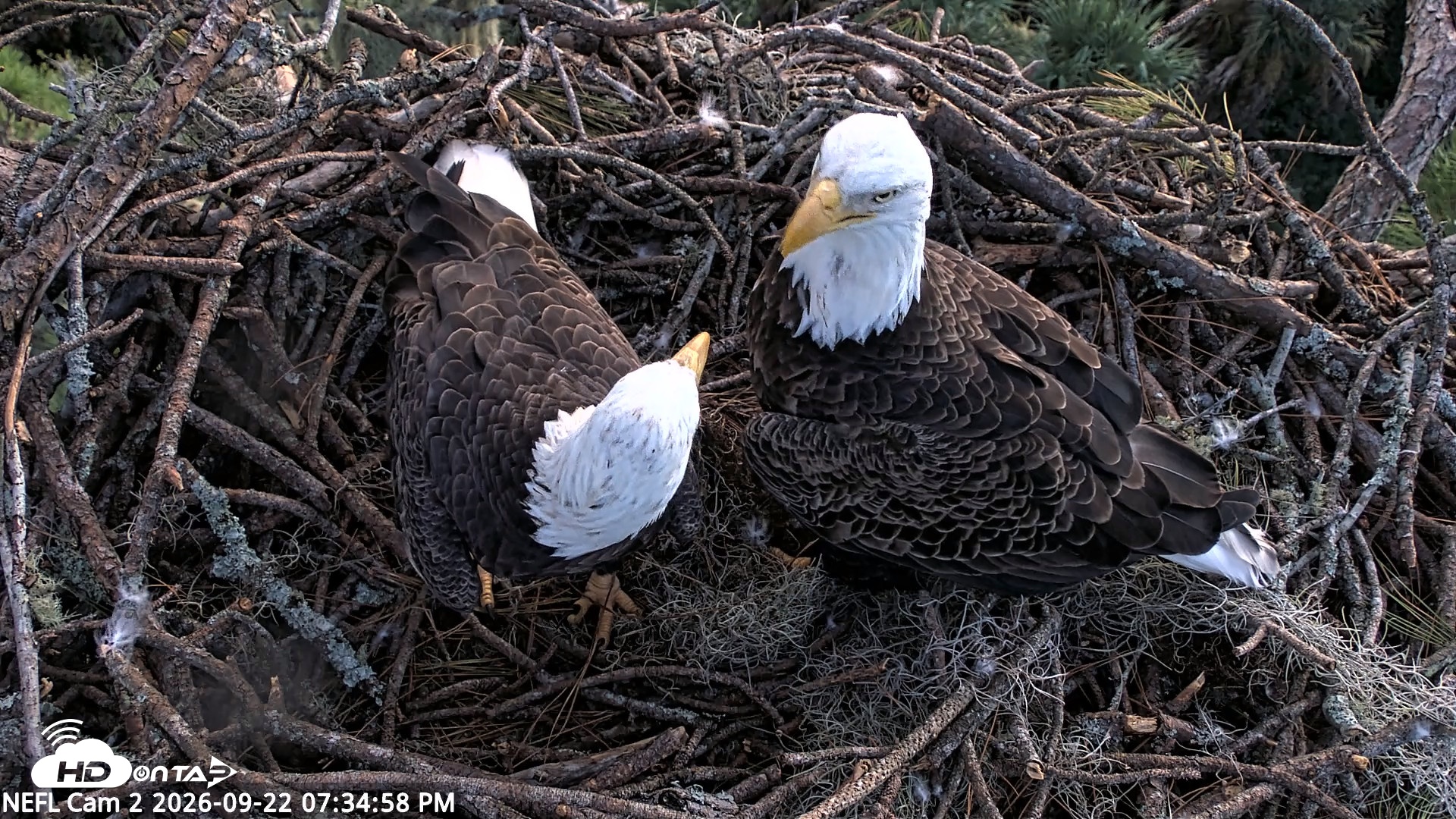 Snapshot of NE Florida Eagles Live Webcam taken Sep 22, 2026, 7:35pm EDT
