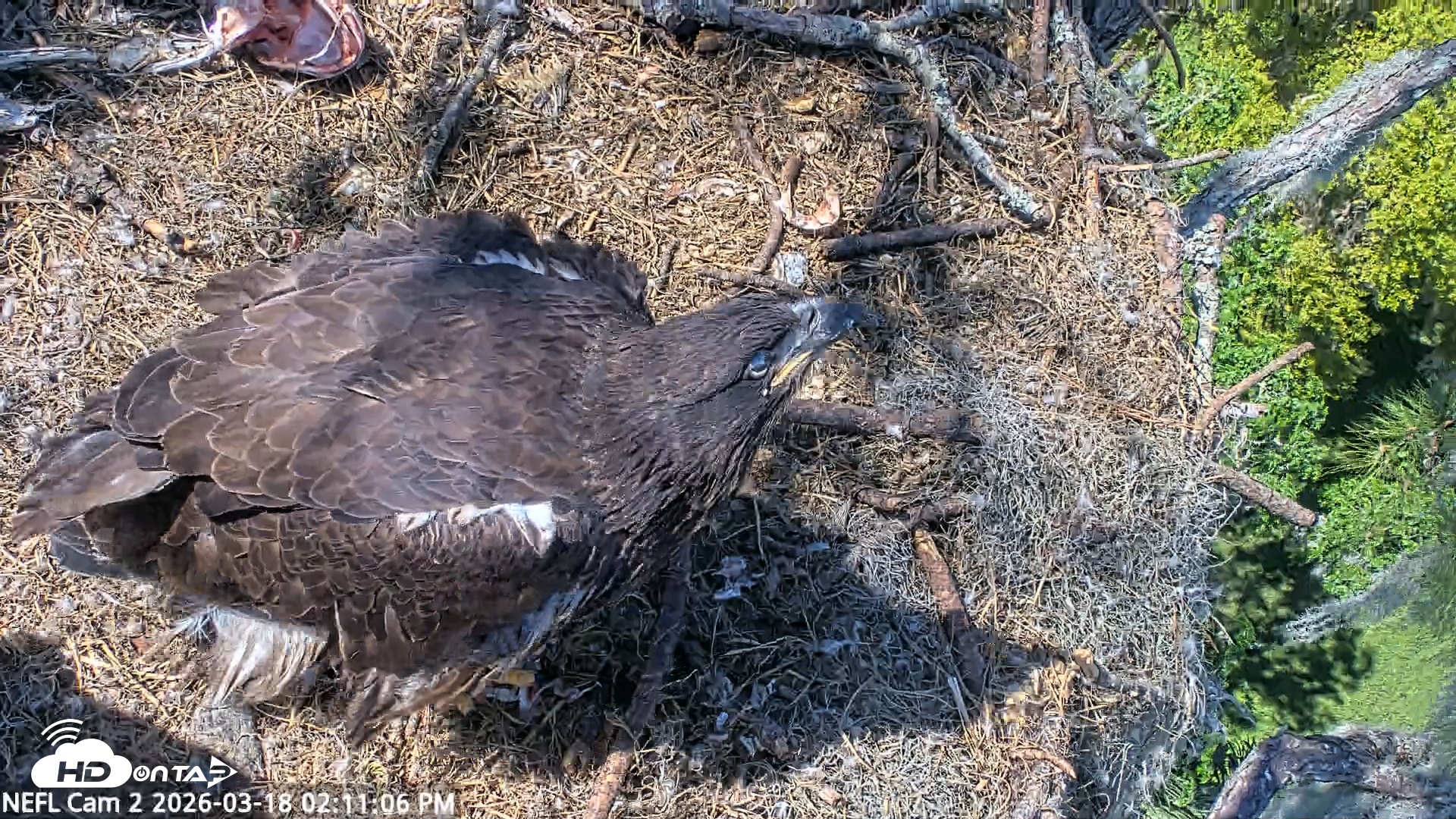 Snapshot of NE Florida Eagles Live Webcam taken Mar 18, 2026, 2:11pm EDT