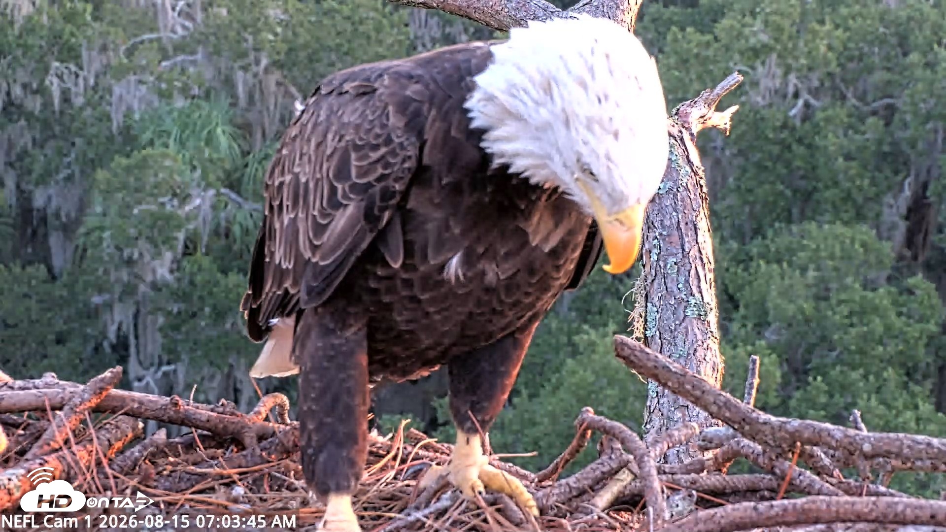 Snapshot of NE Florida Eagles Live Webcam taken Aug 15, 2026, 7:04am EDT