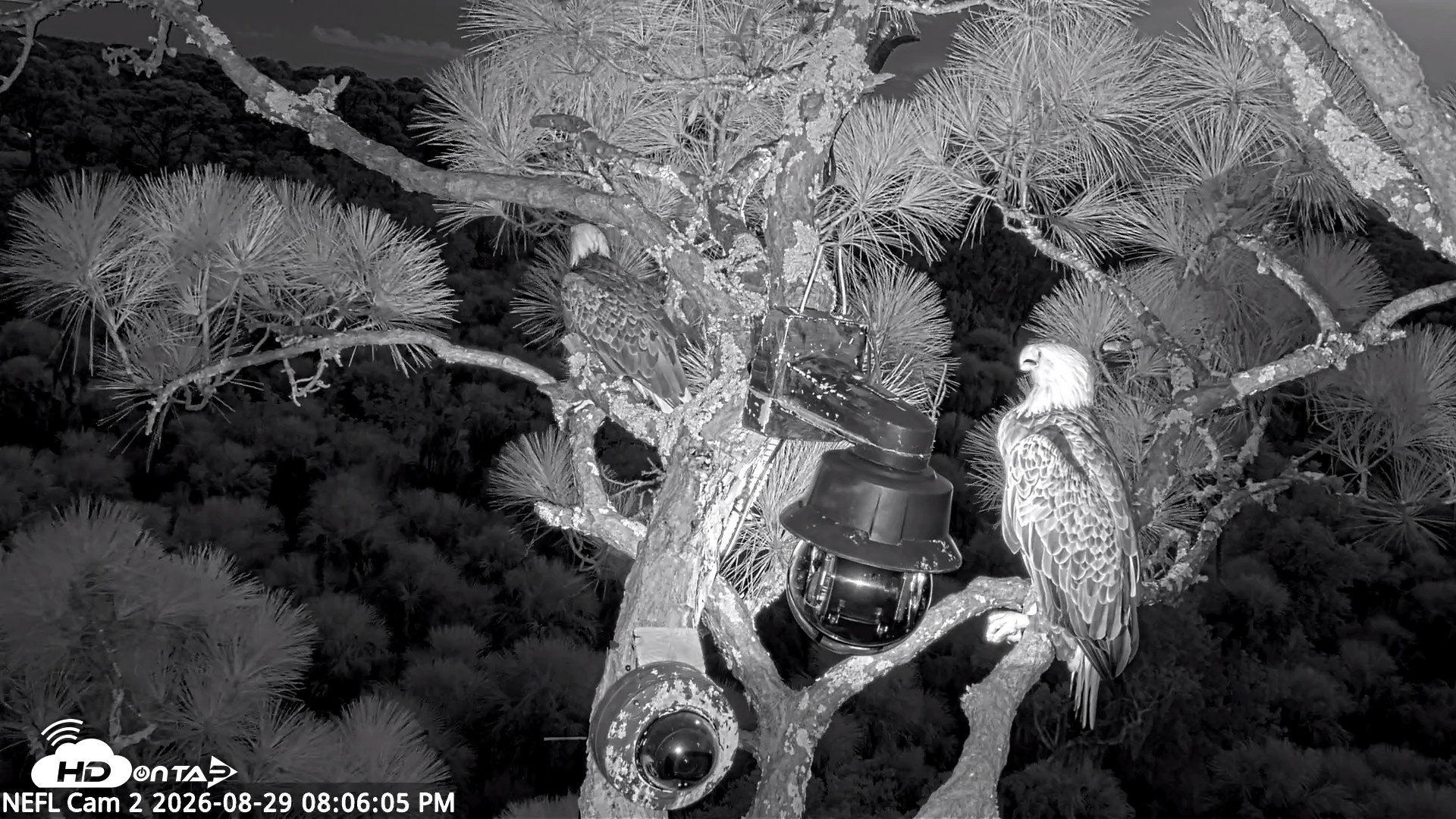 Snapshot of NE Florida Eagles Live Webcam taken Aug 29, 2026, 8:07pm EDT