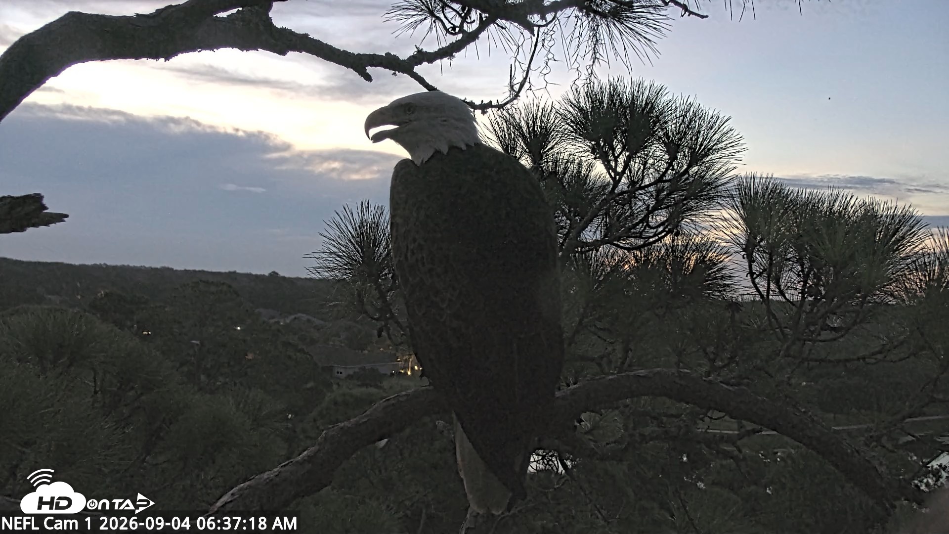 Snapshot of NE Florida Eagles Live Webcam taken Sep 4, 2026, 6:38am EDT