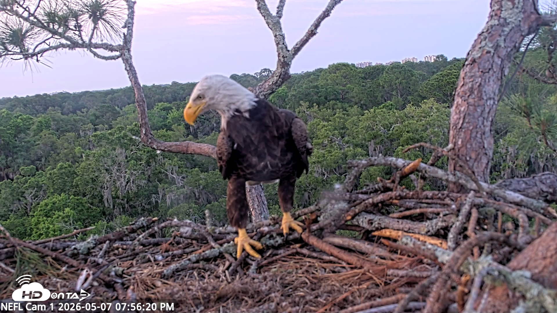 Snapshot of NE Florida Eagles Live Webcam taken May 7, 2026, 7:57pm EDT