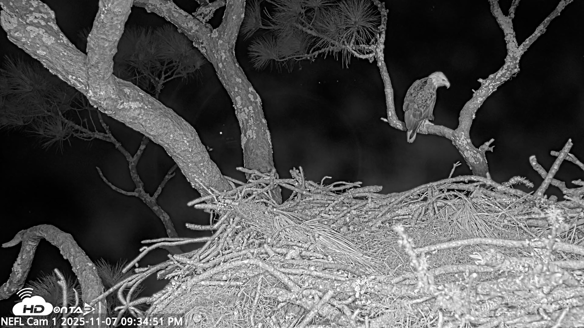 Snapshot of NE Florida Eagles Live Webcam taken Nov 7, 2025, 9:35pm EST