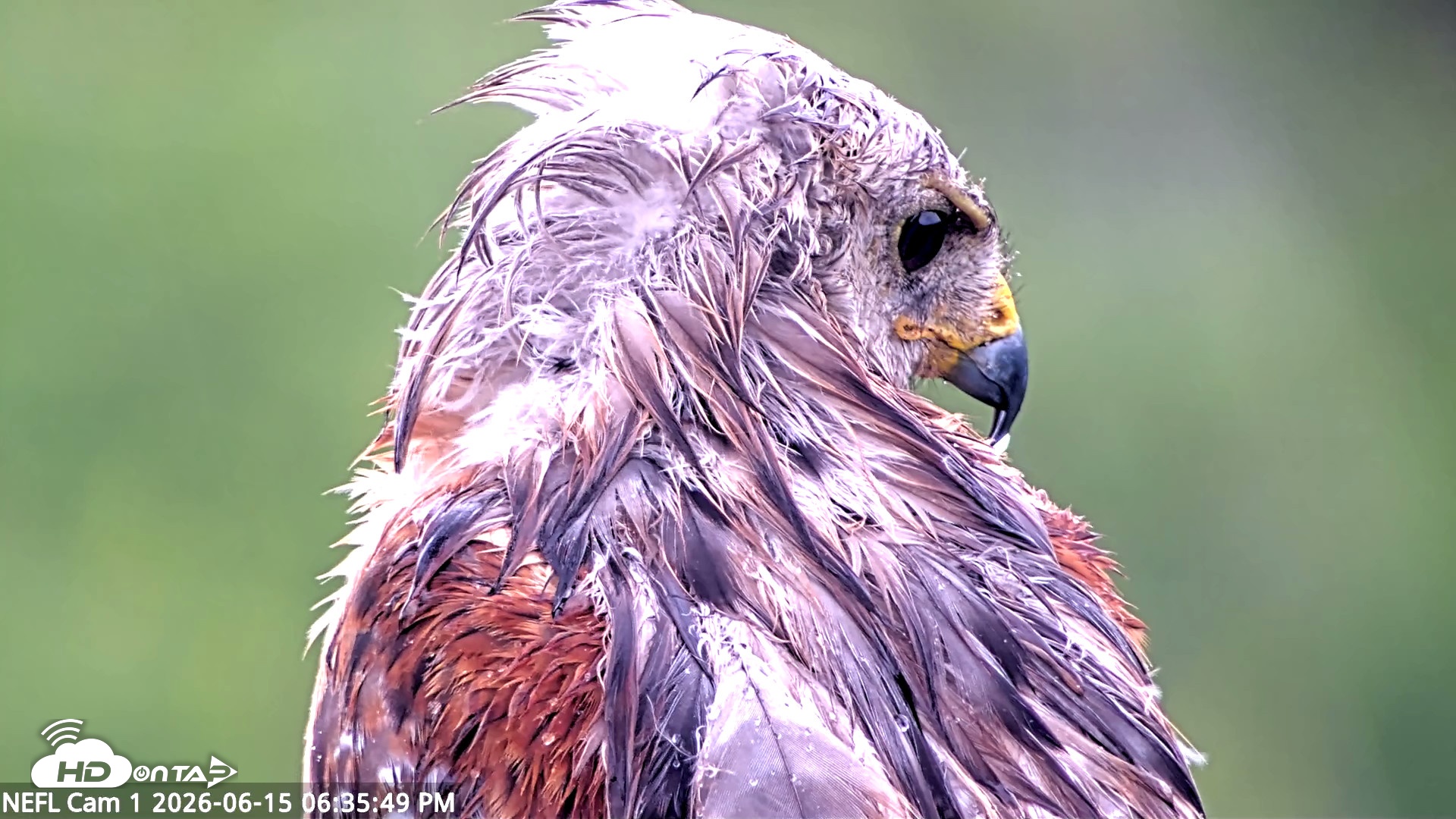 Snapshot of NE Florida Eagles Live Webcam taken Jun 15, 2026, 6:37pm EDT