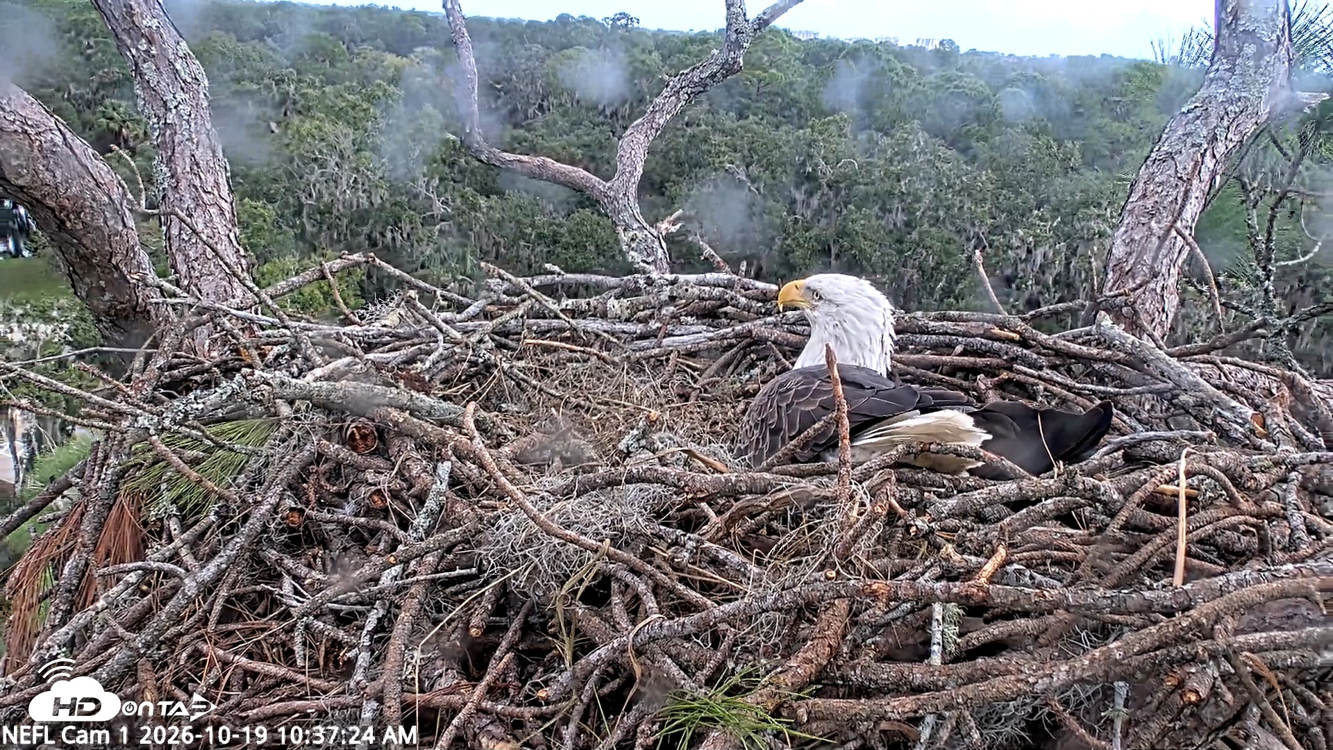 Snapshot of NE Florida Eagles Live Webcam taken Oct 19, 2026, 10:38am EDT